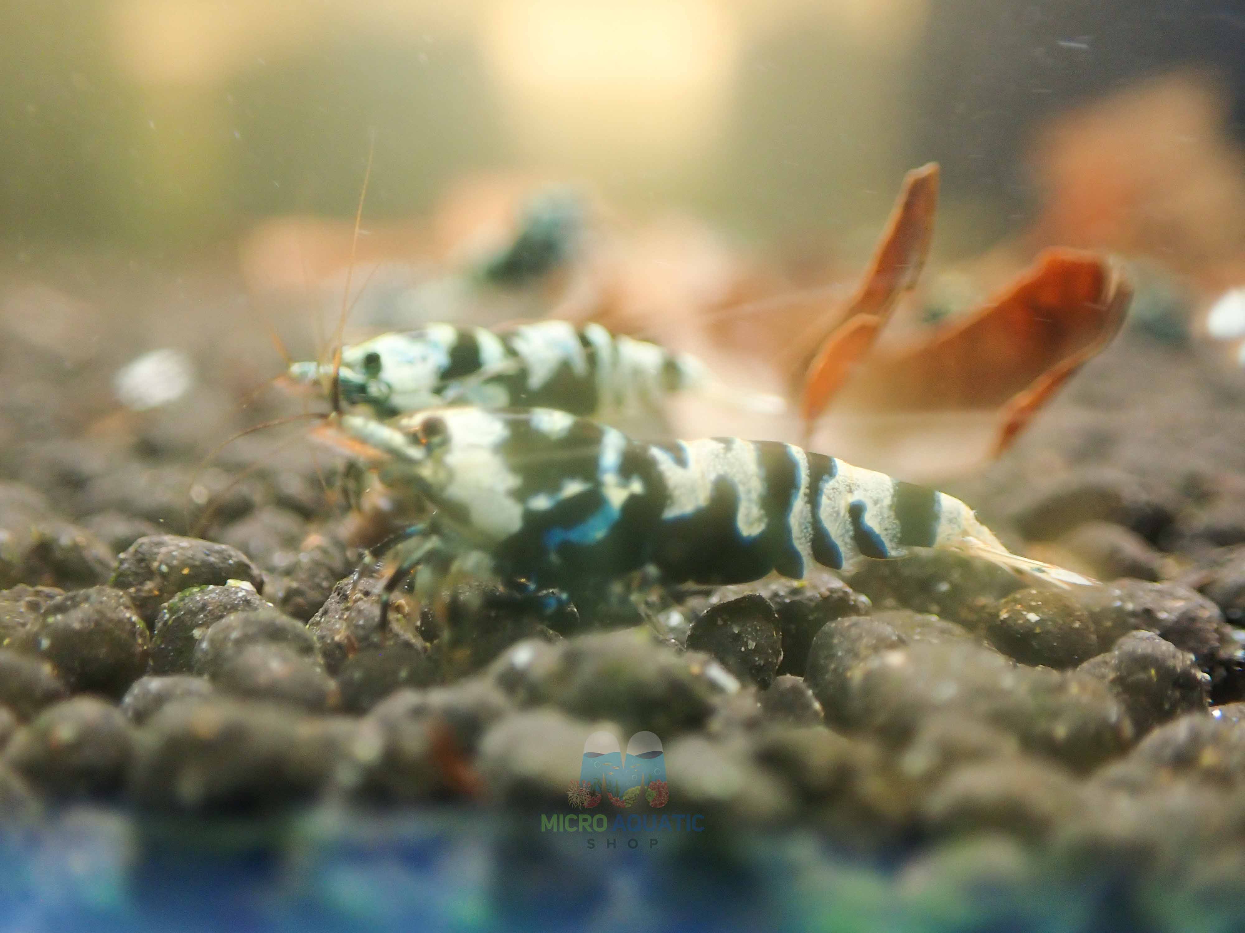 Advanced Nanashi Shrimp - Blue Galaxy Tiger