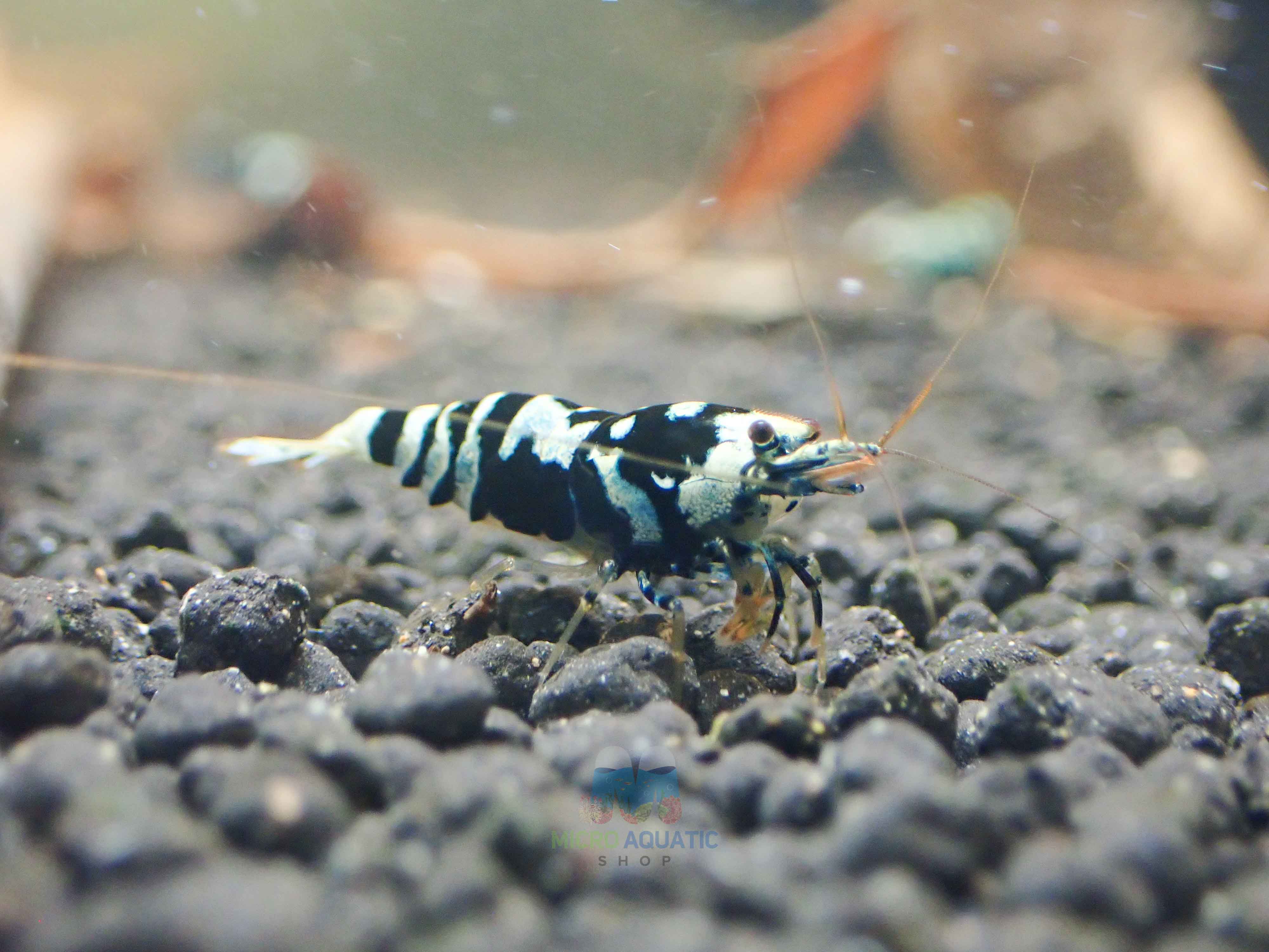 Advanced Nanashi Shrimp - Blue Galaxy Tiger