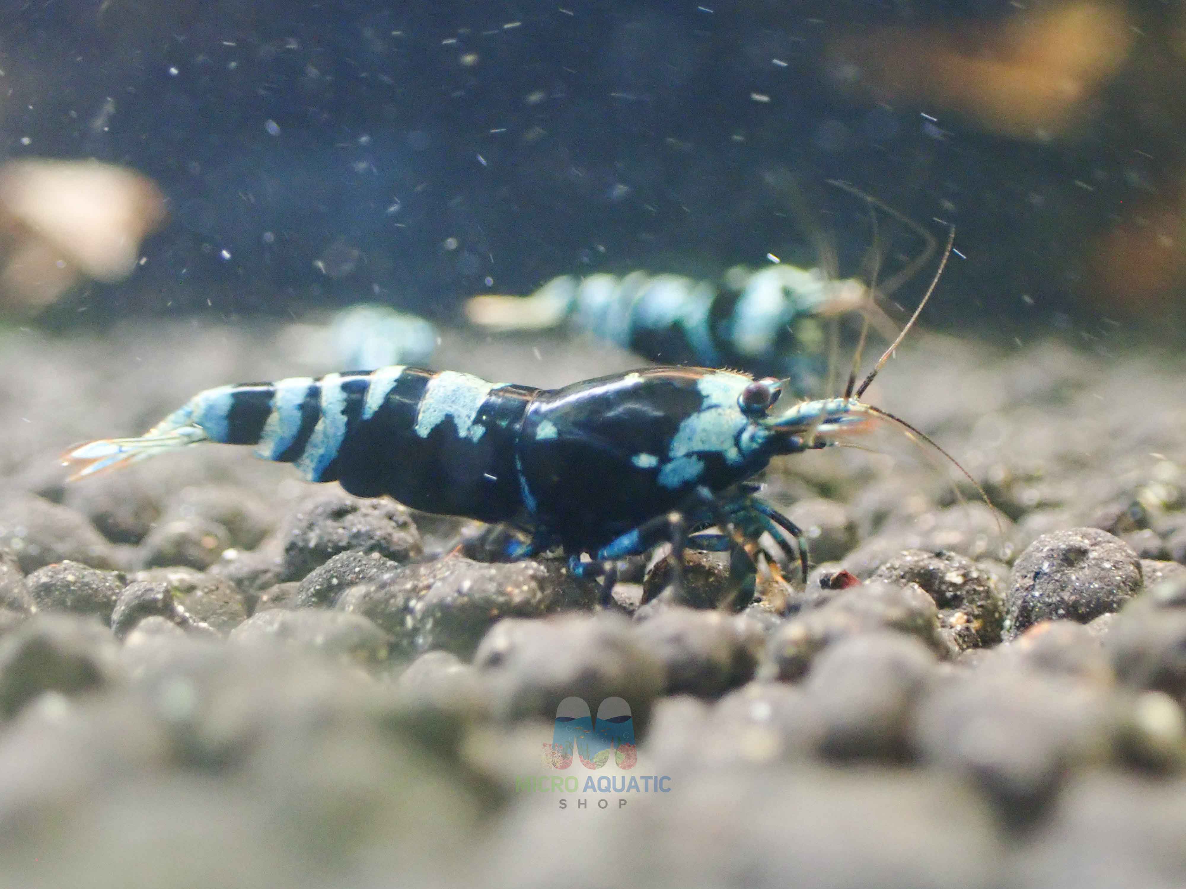 Advanced Nanashi Shrimp - Blue Galaxy Tiger