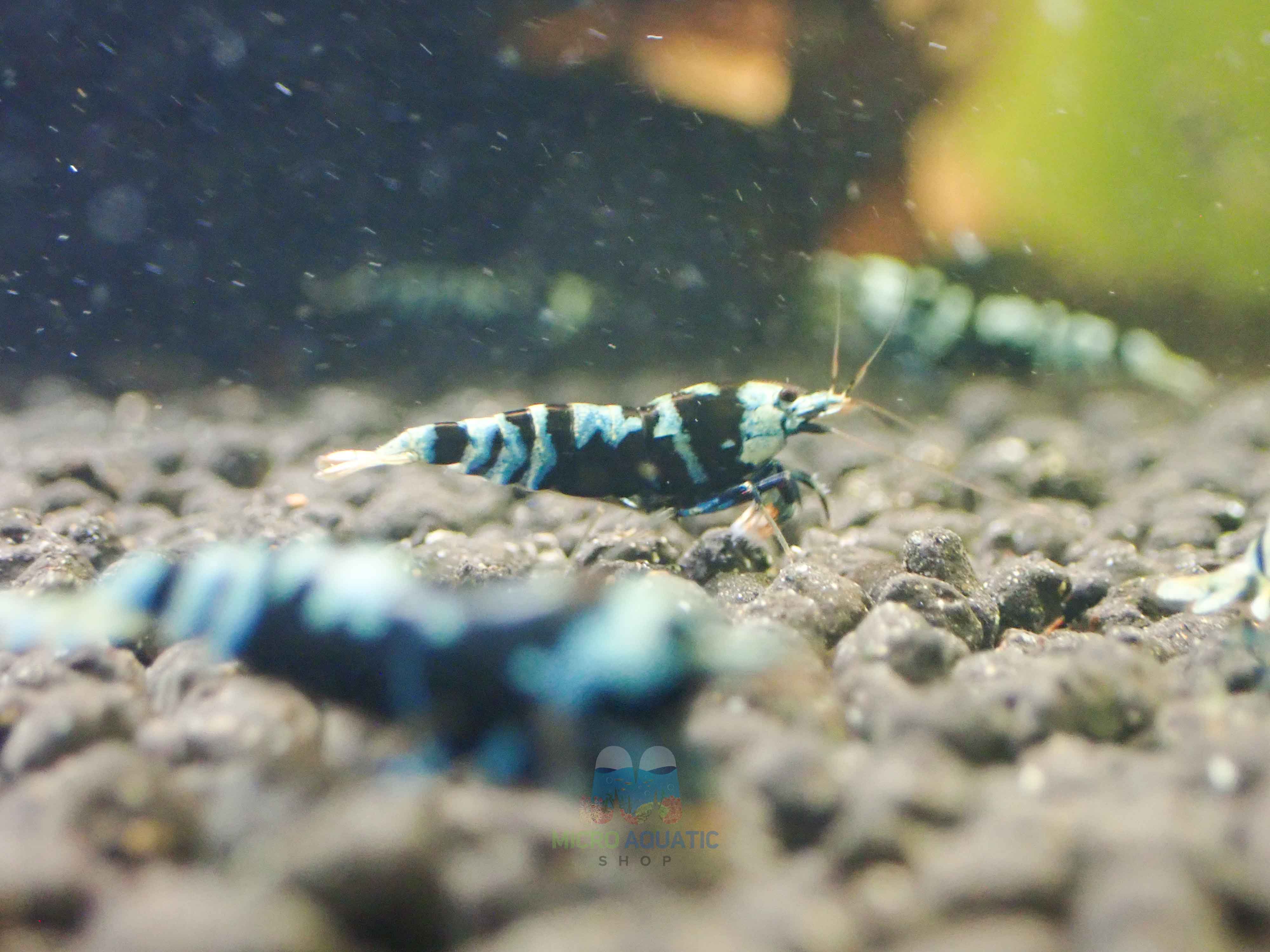 Advanced Nanashi Shrimp - Blue Galaxy Tiger