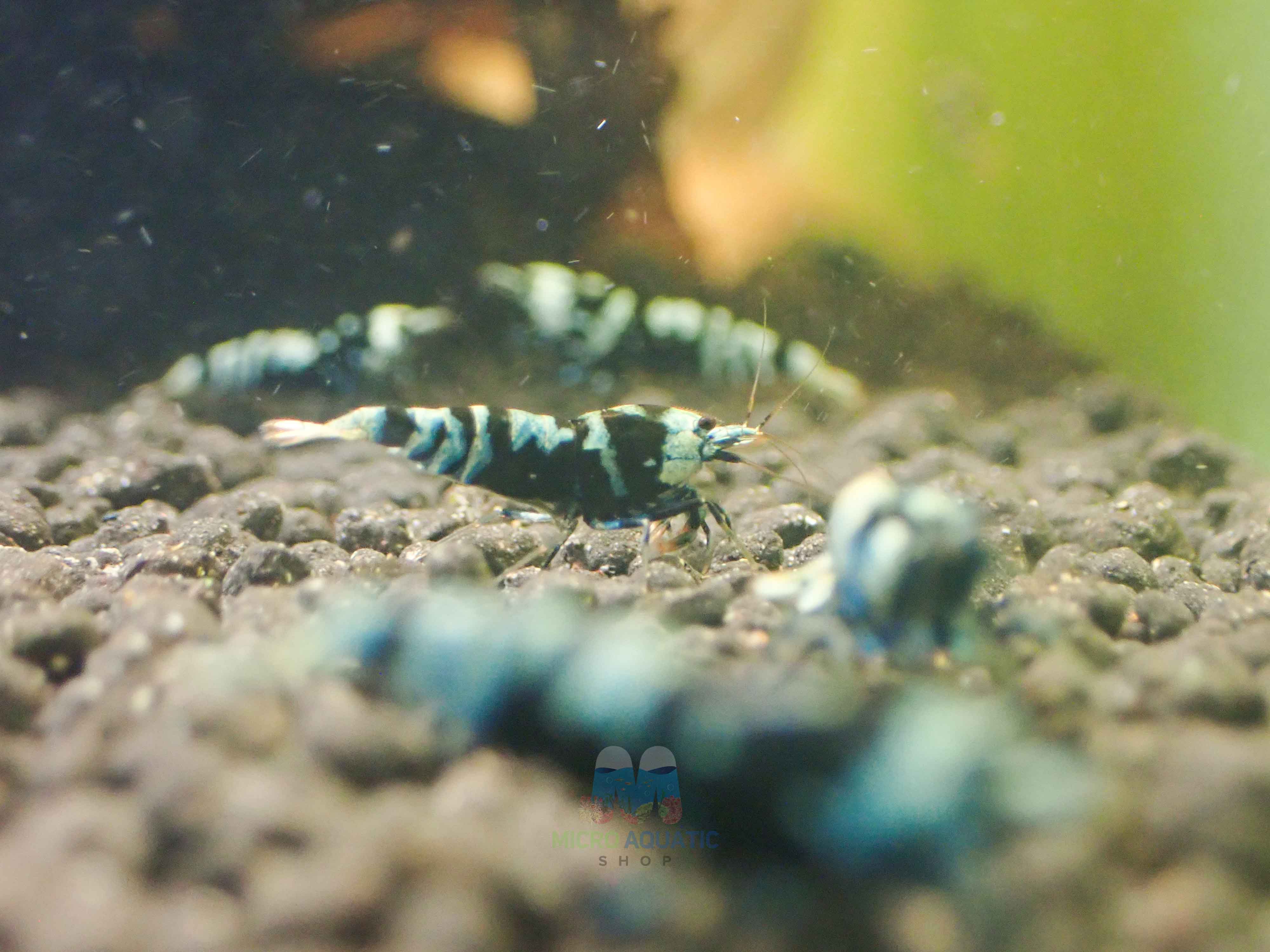 Advanced Nanashi Shrimp - Blue Galaxy Tiger