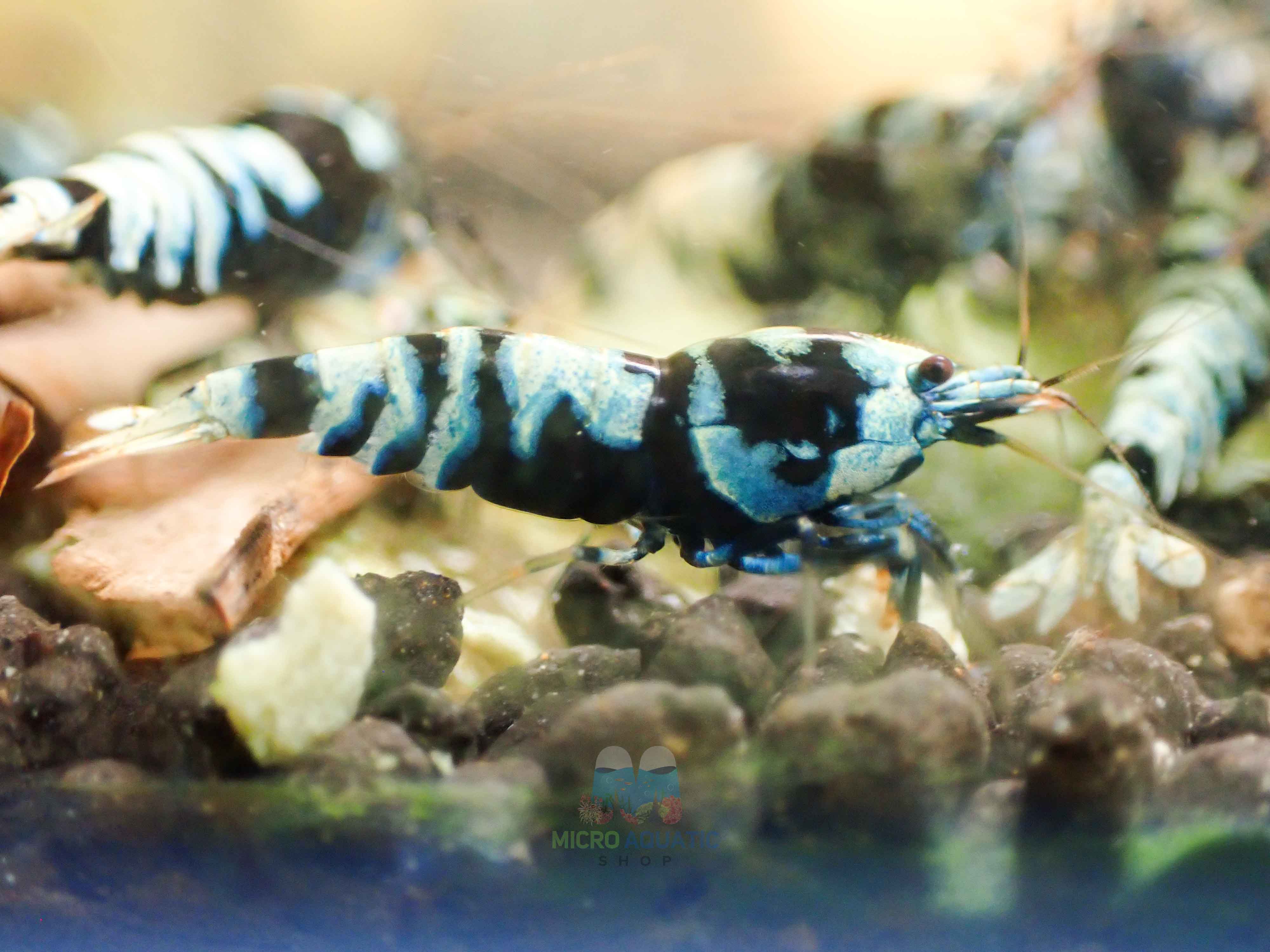 Advanced Nanashi Shrimp - Blue Galaxy Tiger