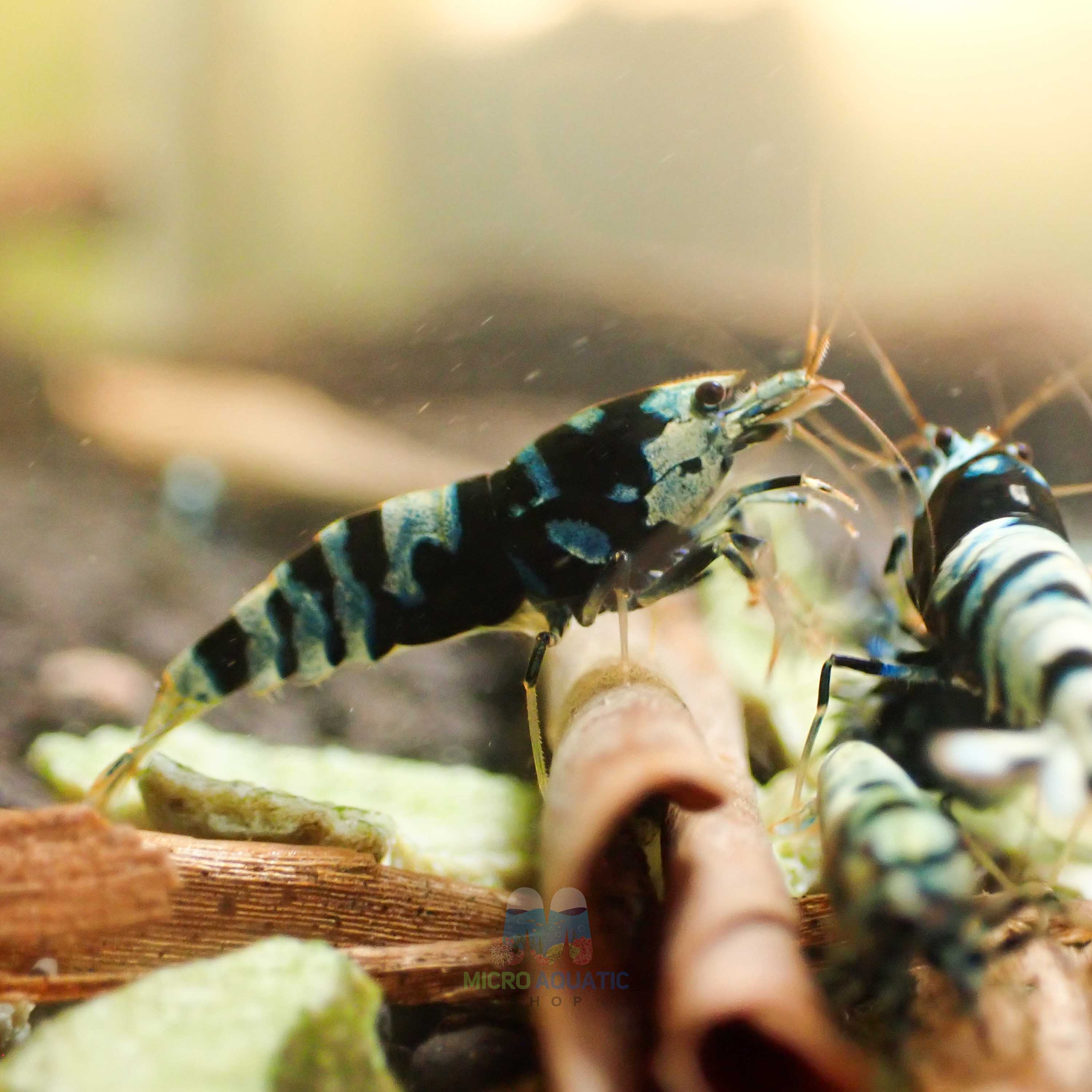 Advanced Nanashi Shrimp - Blue Galaxy Tiger