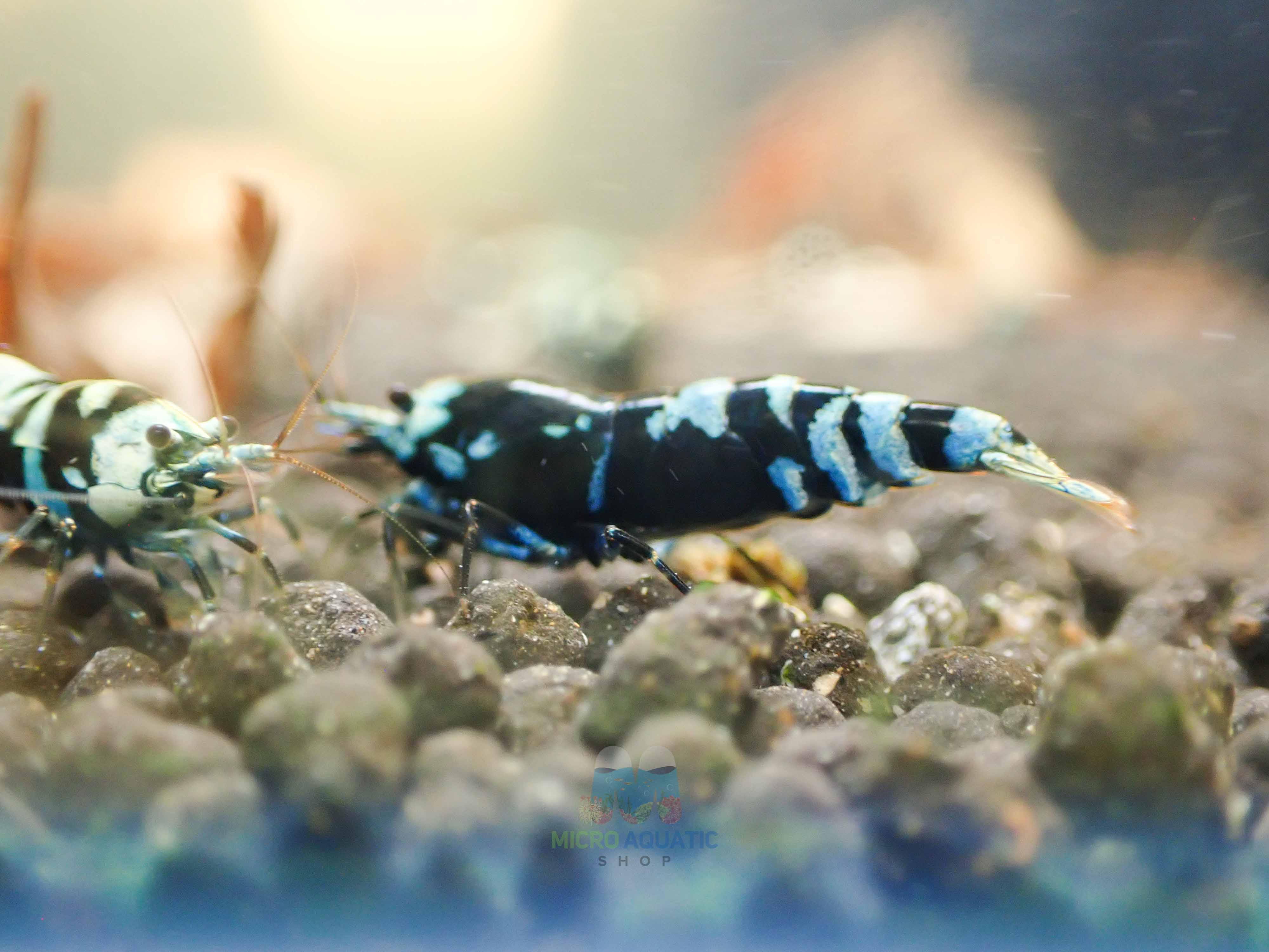 Advanced Nanashi Shrimp - Blue Galaxy Tiger