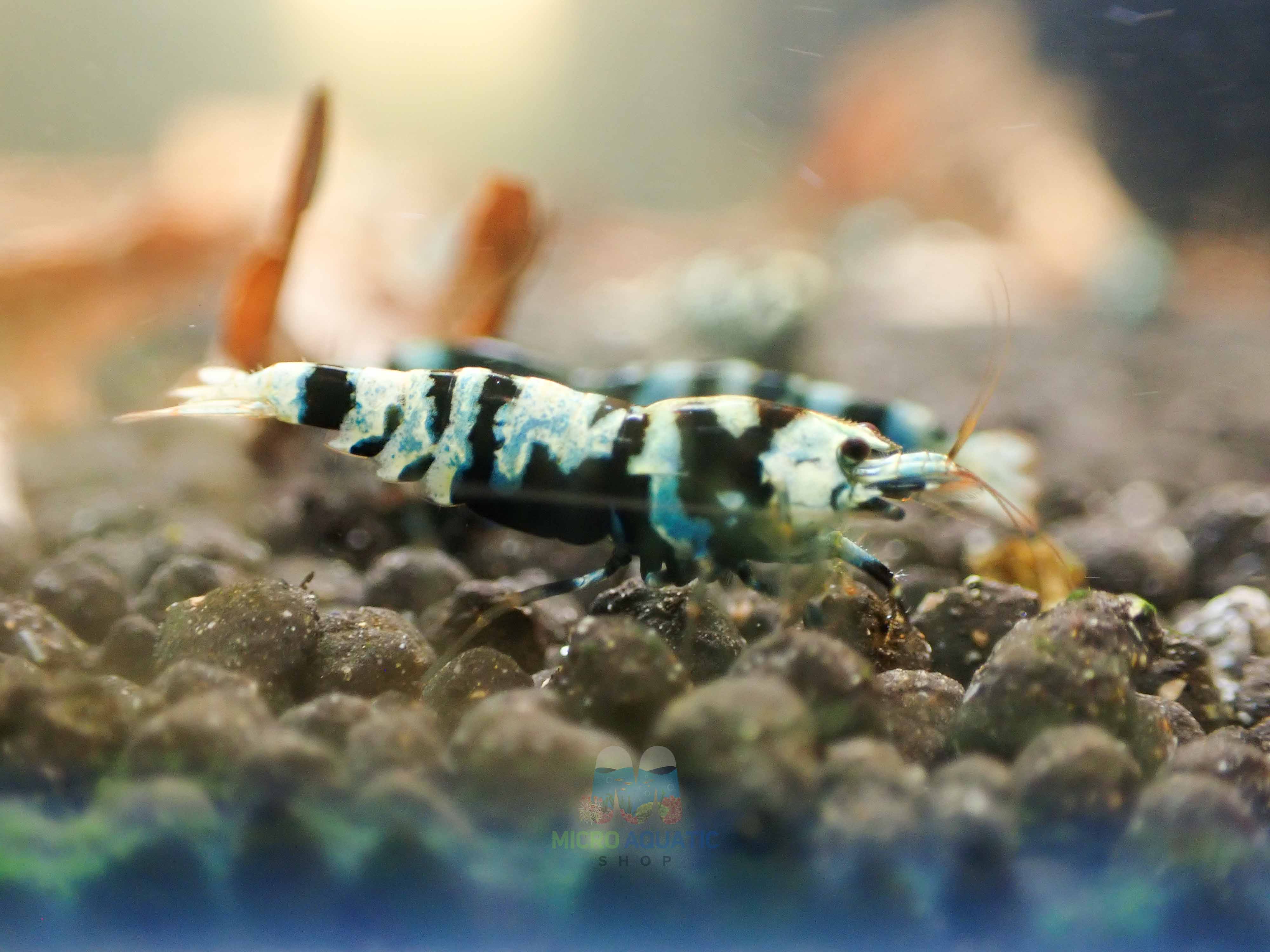 Advanced Nanashi Shrimp - Blue Galaxy Tiger