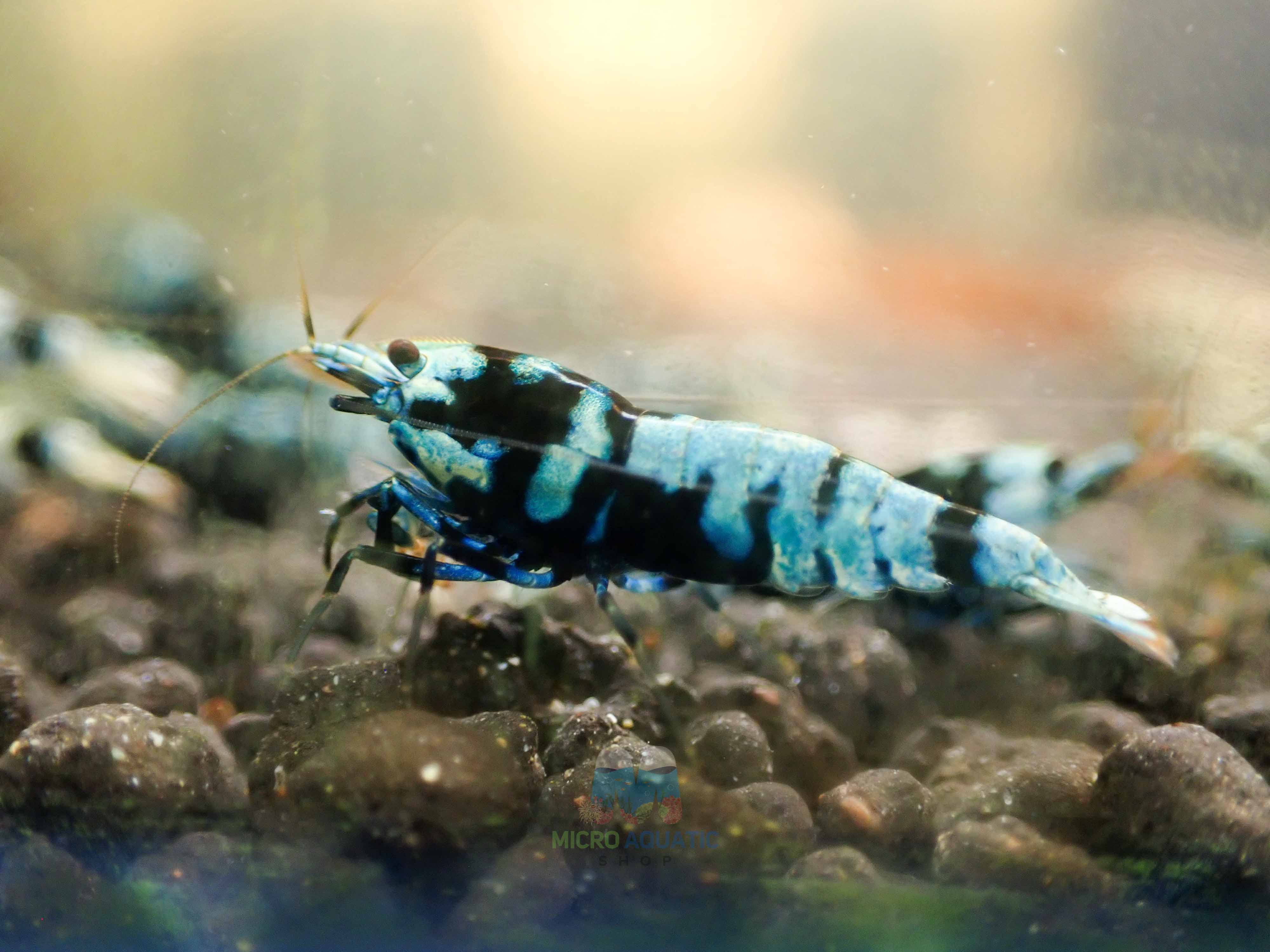 Advanced Nanashi Shrimp - Blue Galaxy Tiger