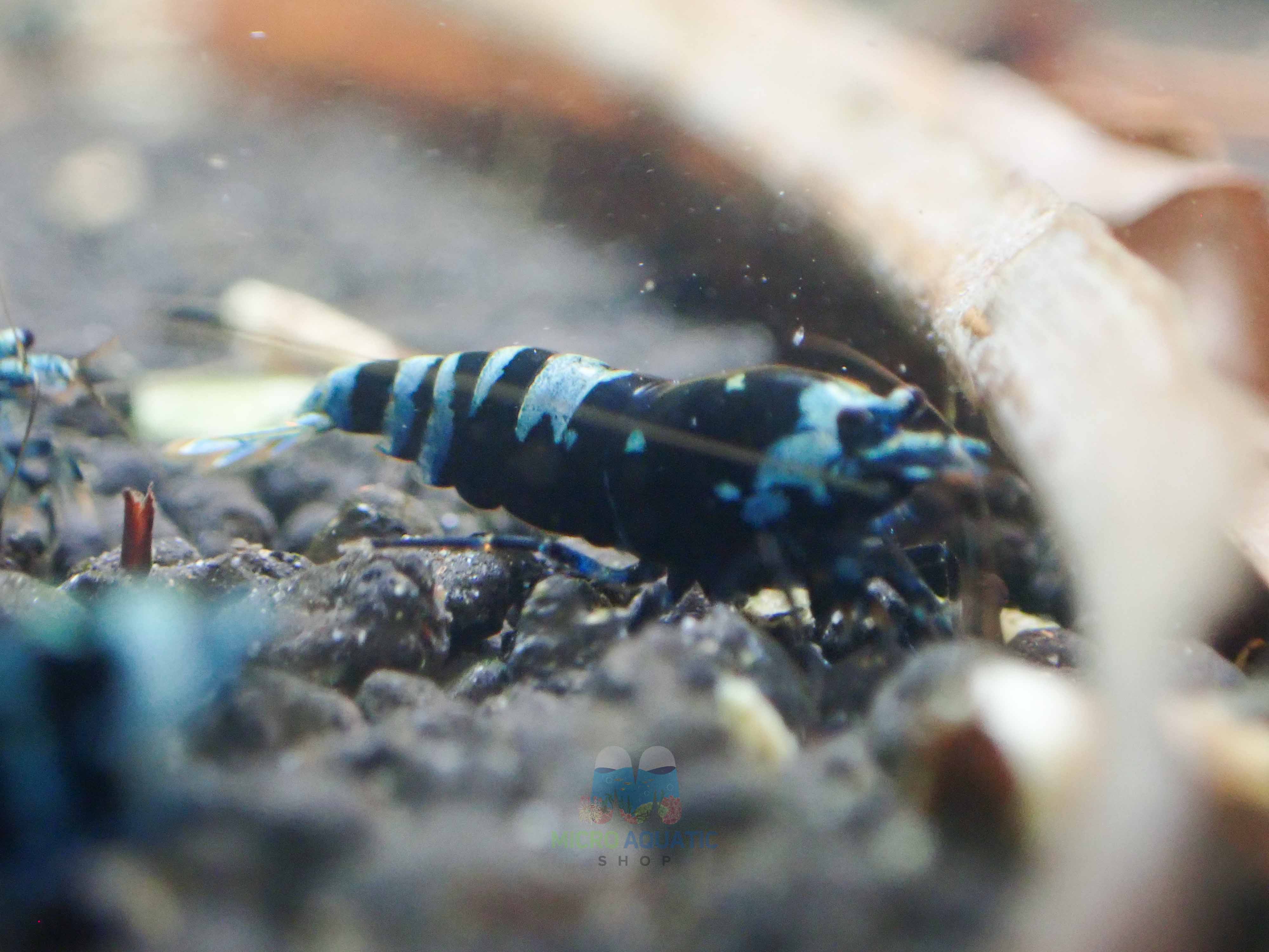 Advanced Nanashi Shrimp - Blue Galaxy Tiger