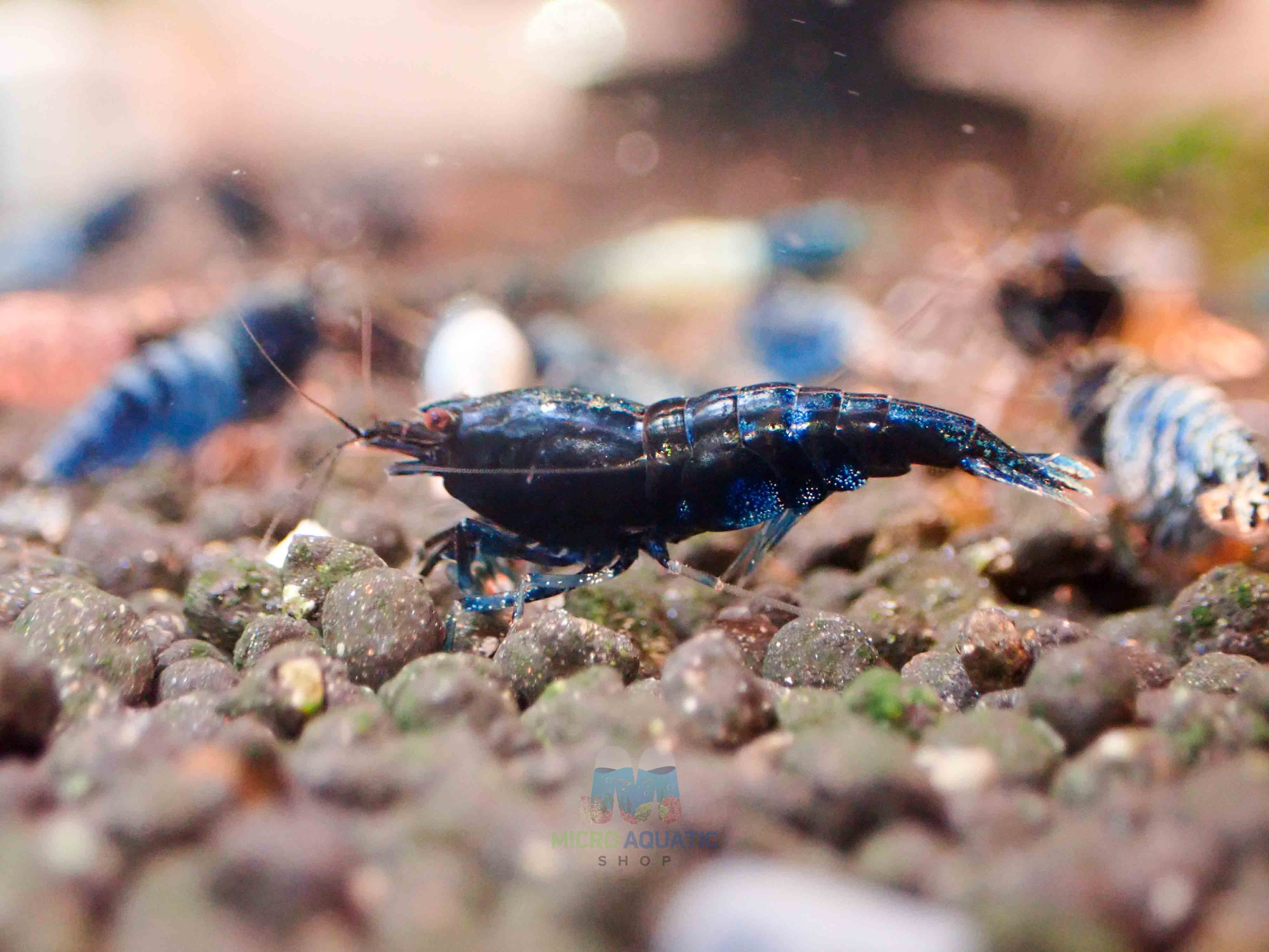 Crazy Blue Shrimp