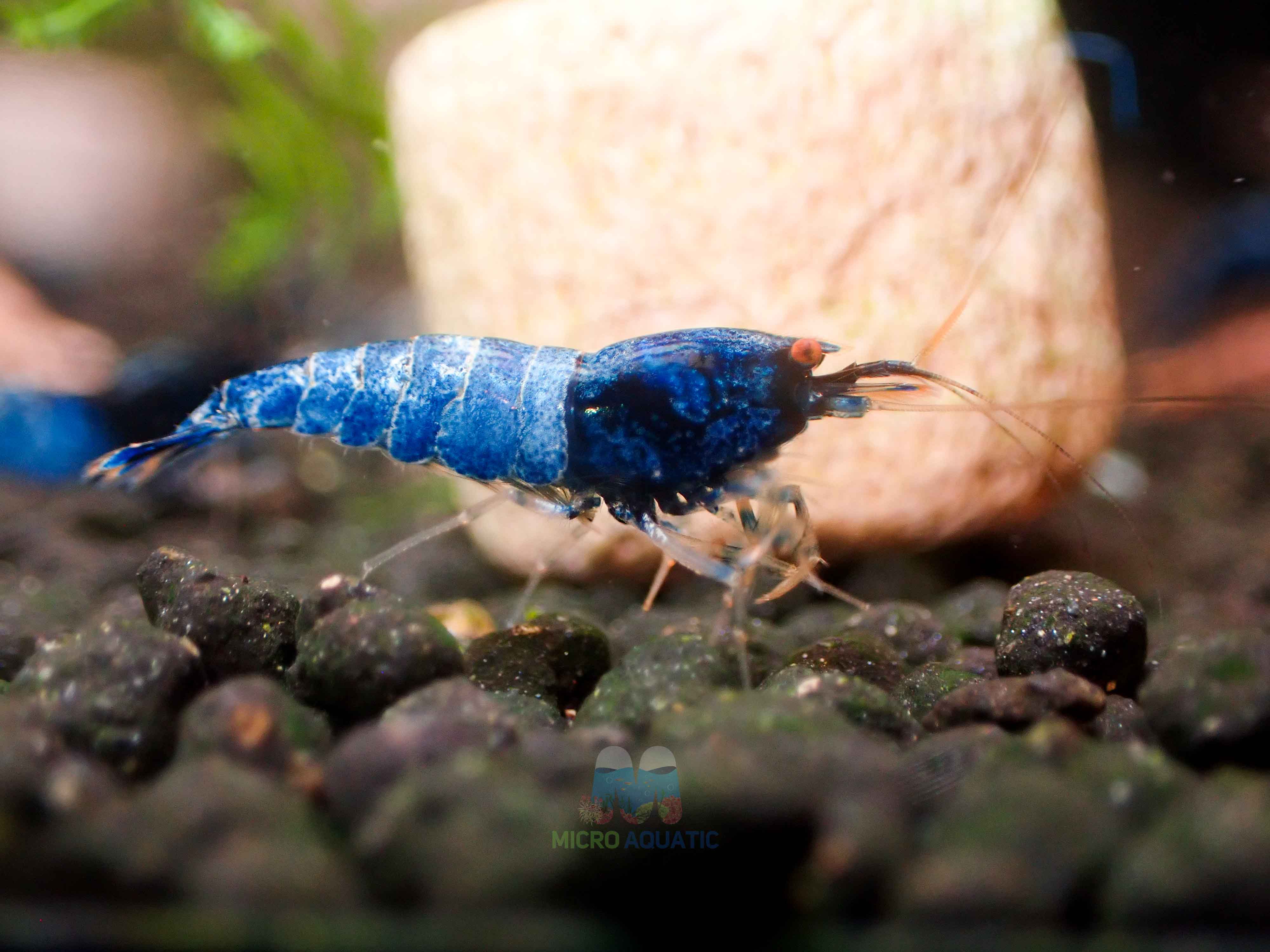 Crazy Blue Shrimp