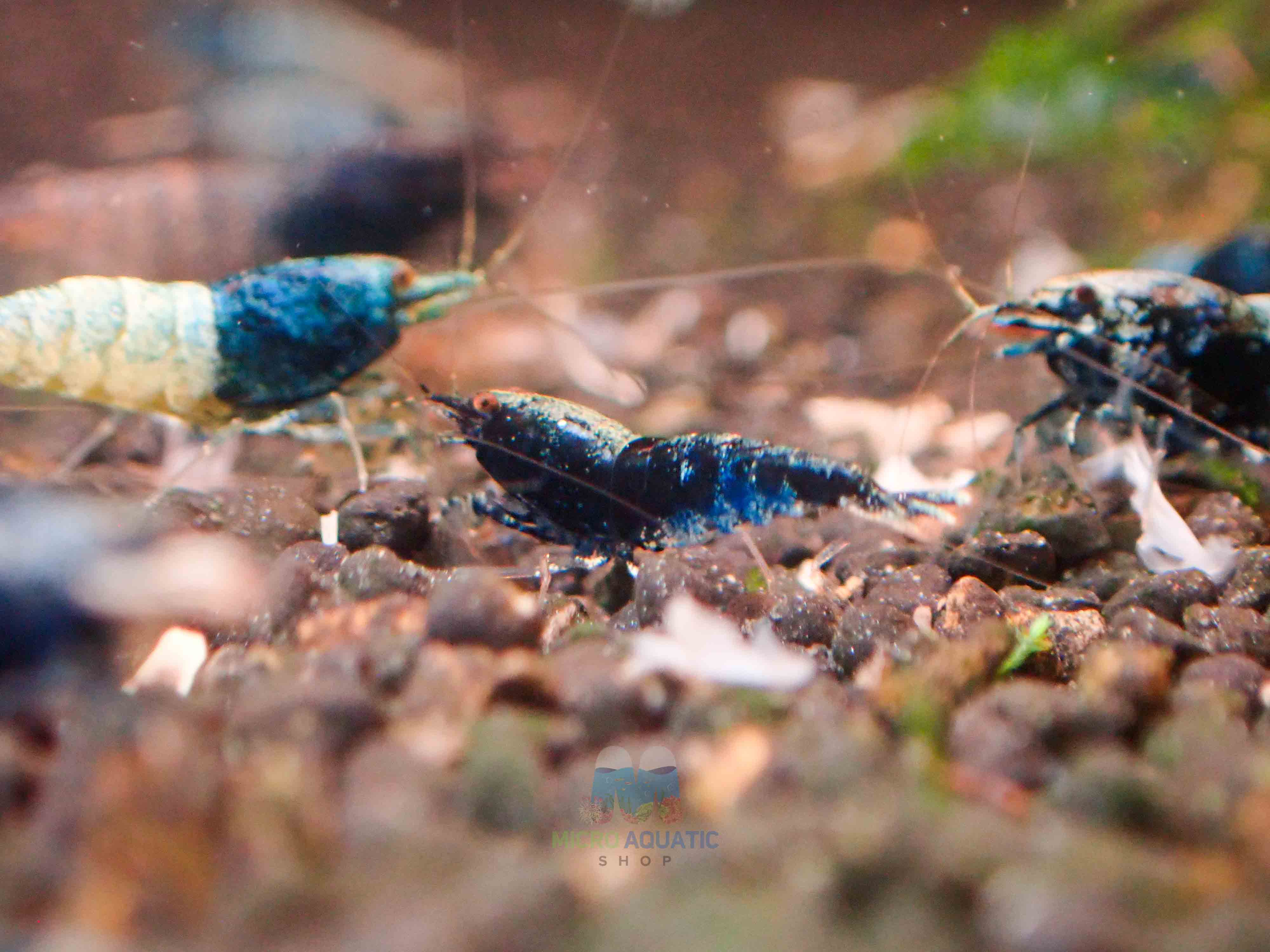 Crazy Blue Shrimp