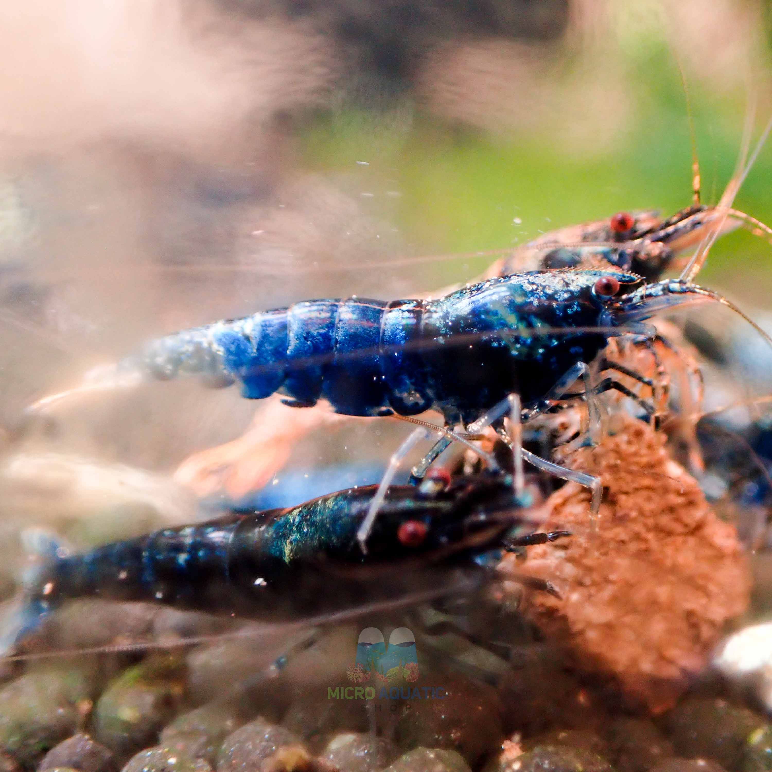 Crazy Blue Shrimp