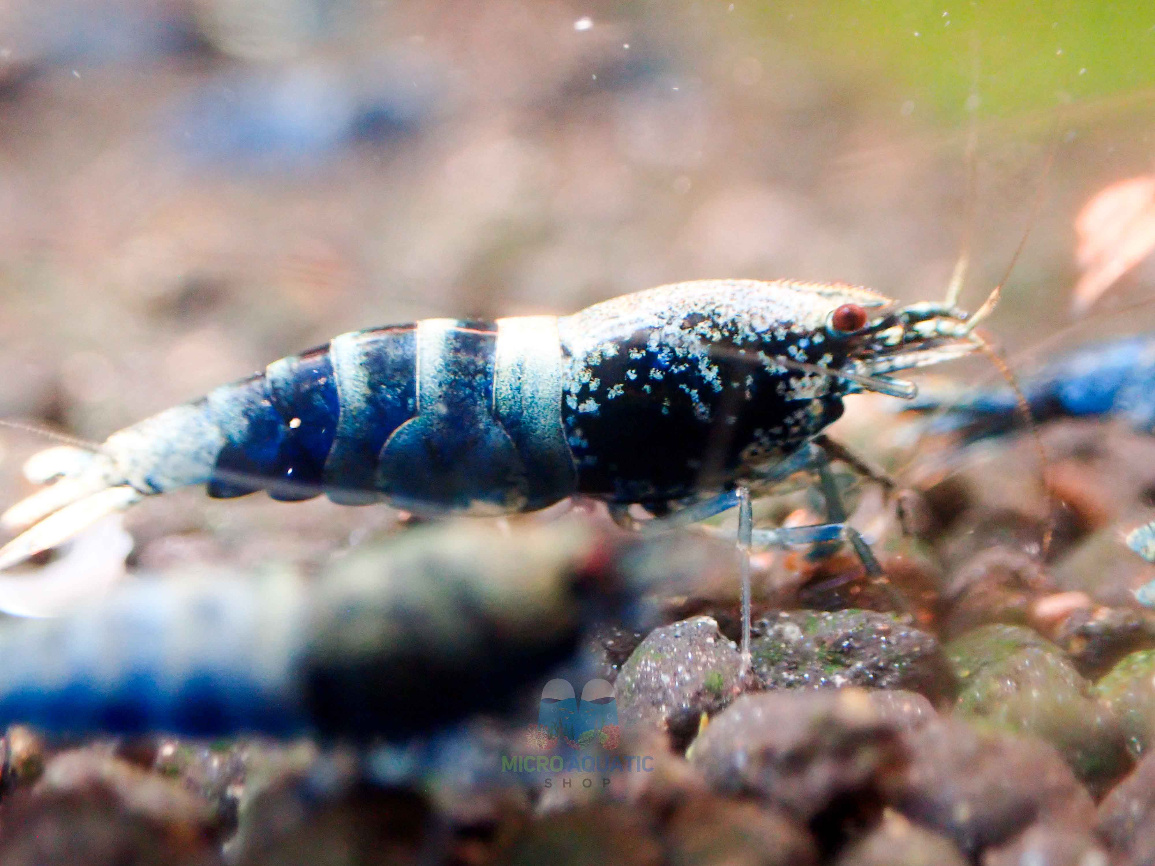 Crazy Blue Shrimp