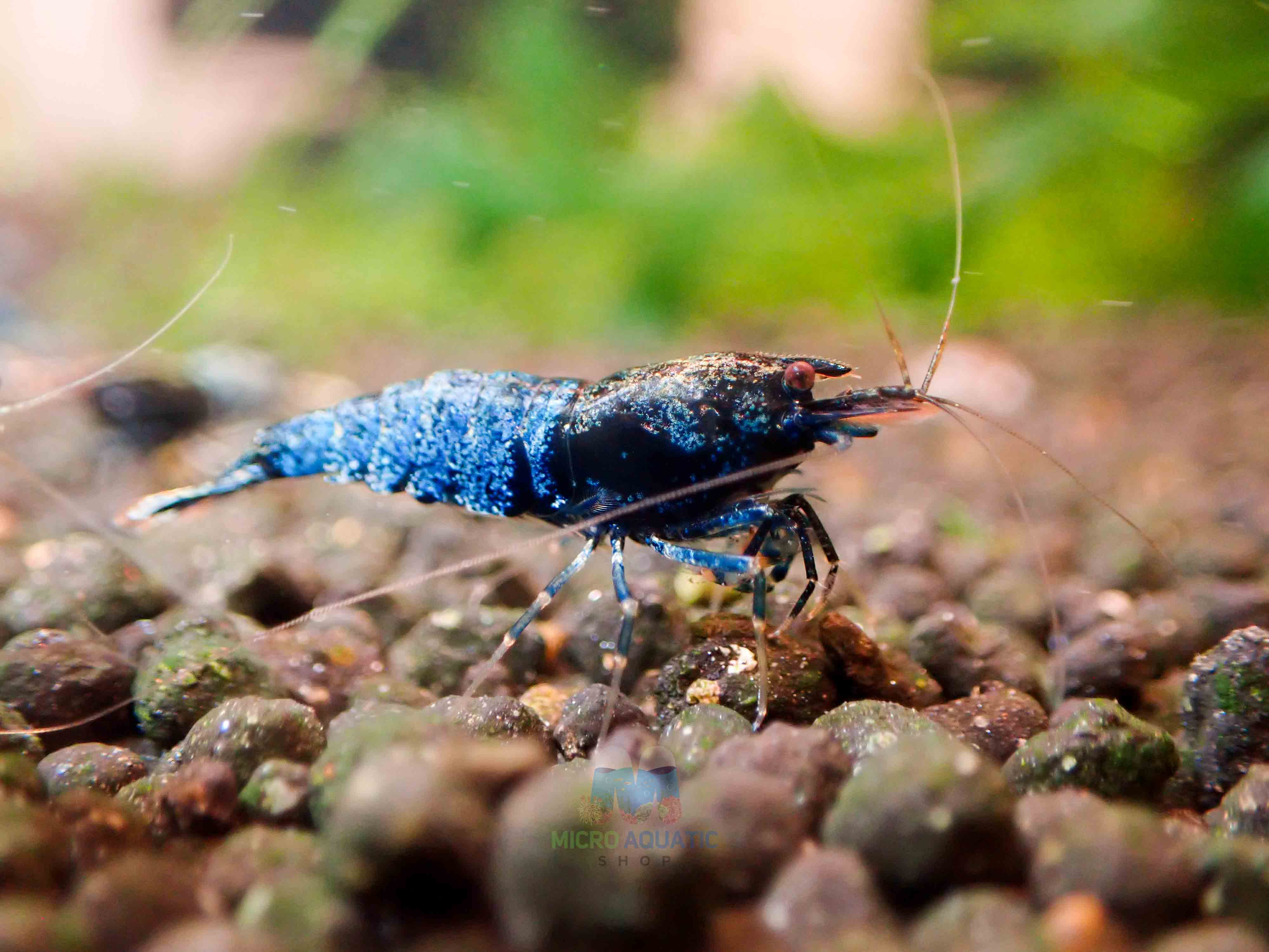 Crazy Blue Shrimp