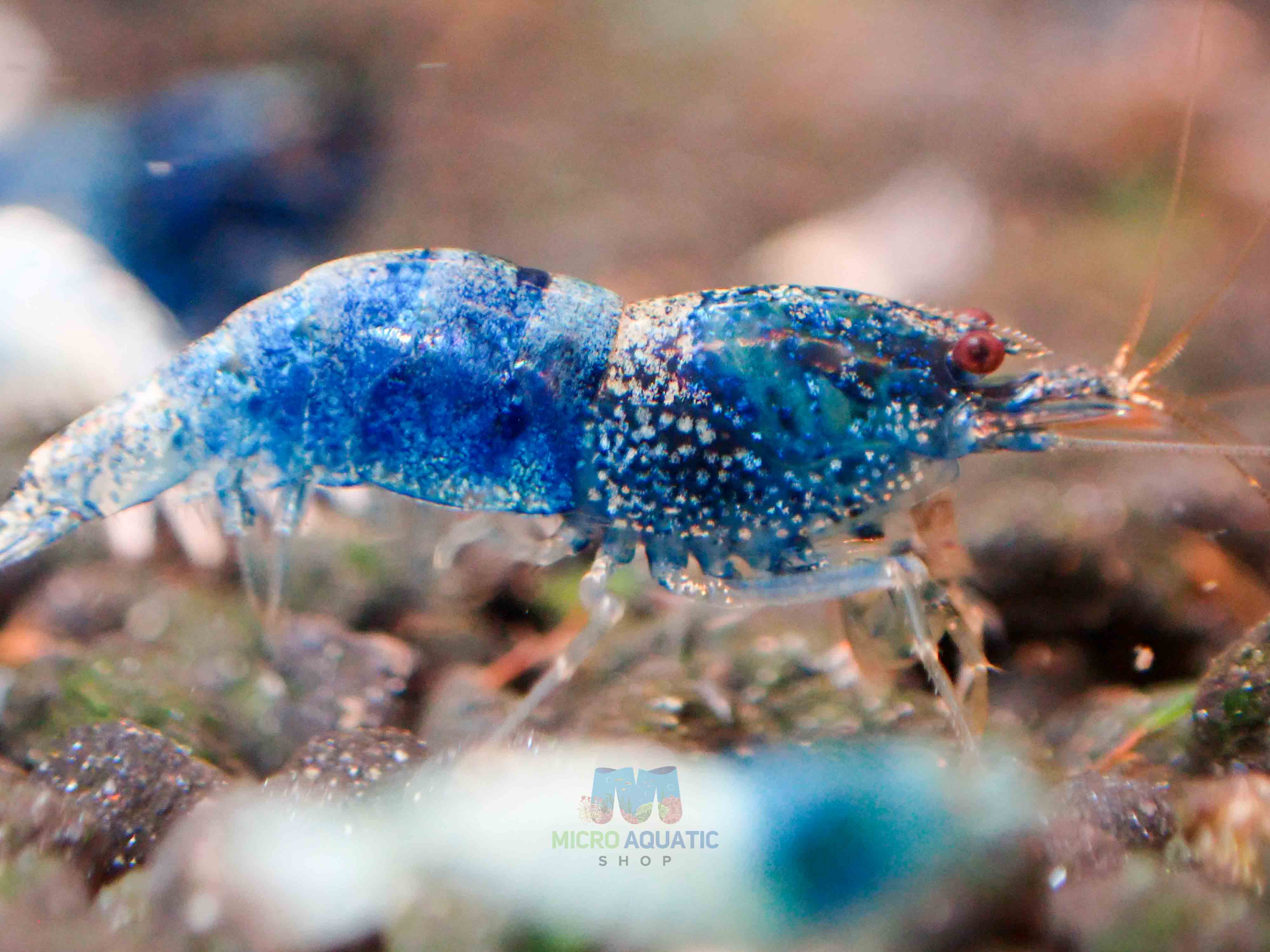 Crazy Blue Shrimp