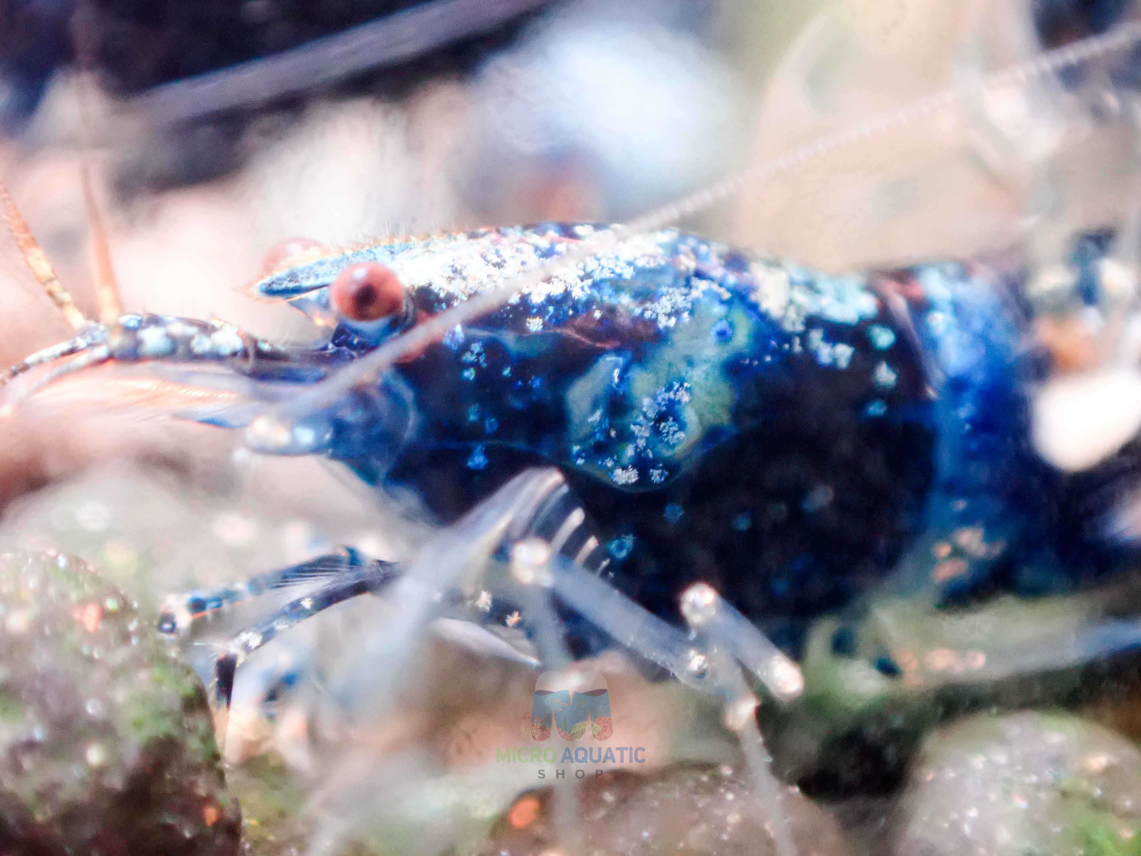 Crazy Blue Shrimp