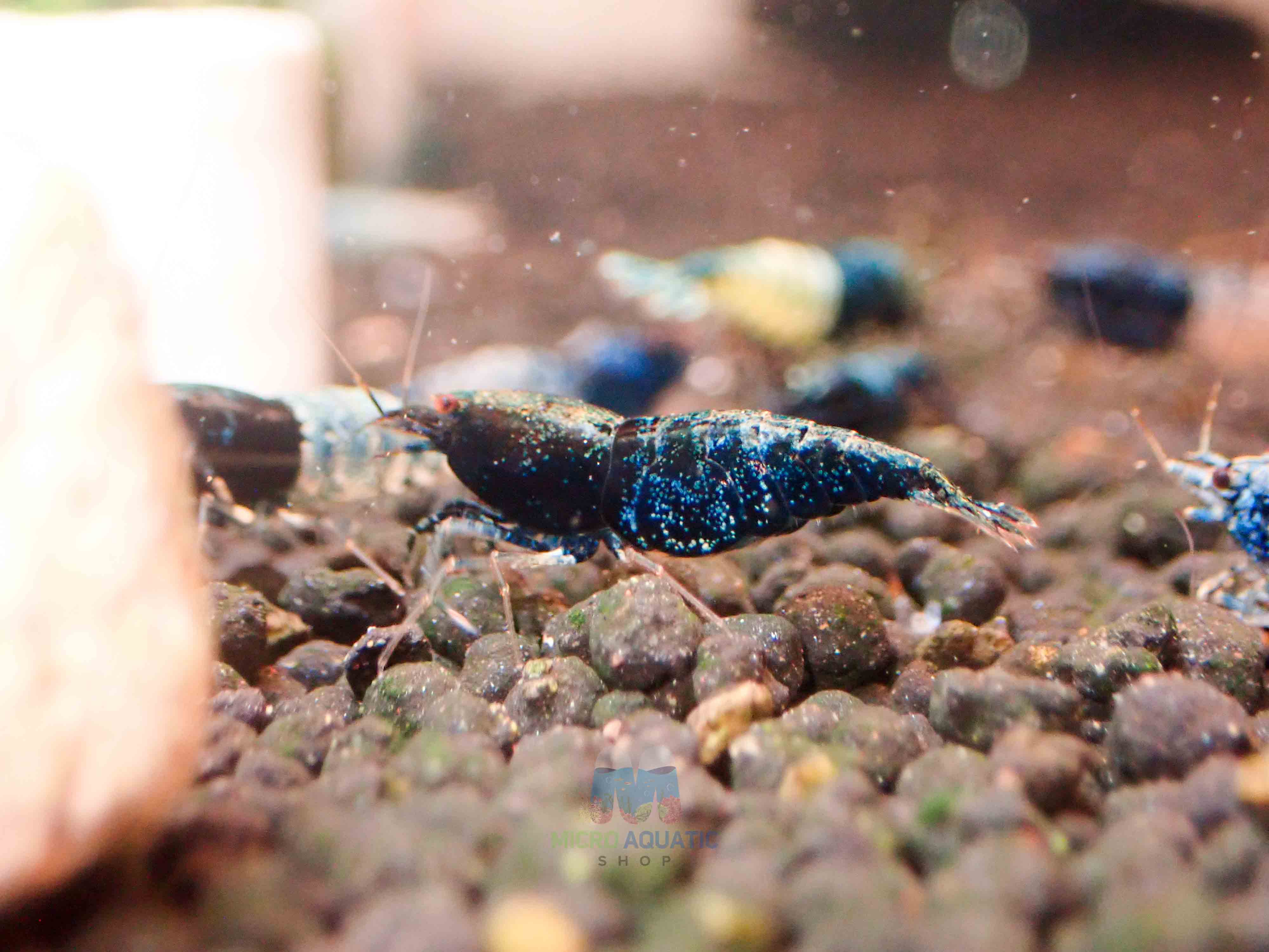 Crazy Blue Shrimp