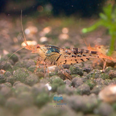 Black Tiger Shrimp - Cardina x Tiger