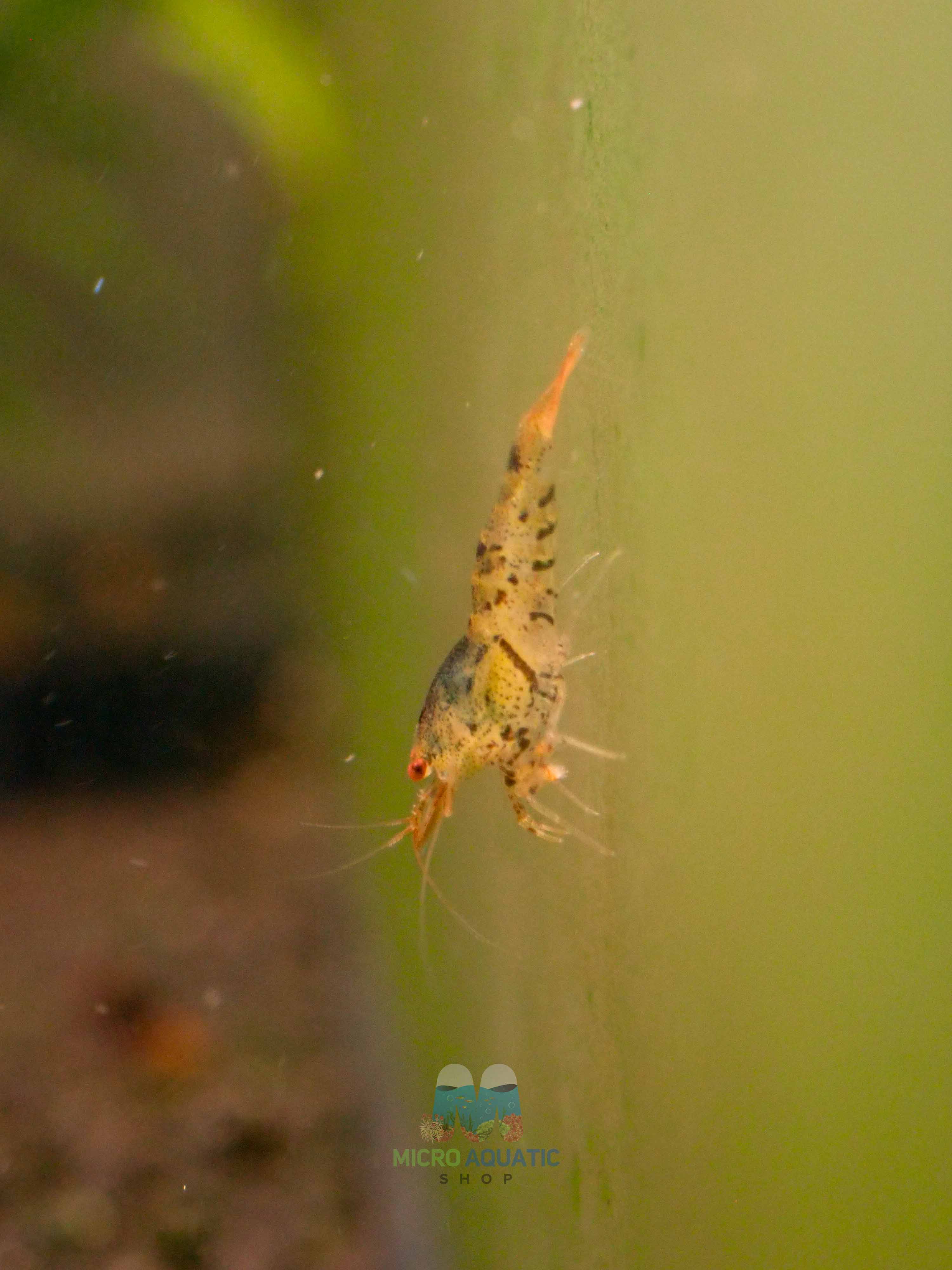 Black Tiger Shrimp - Cardina x Tiger