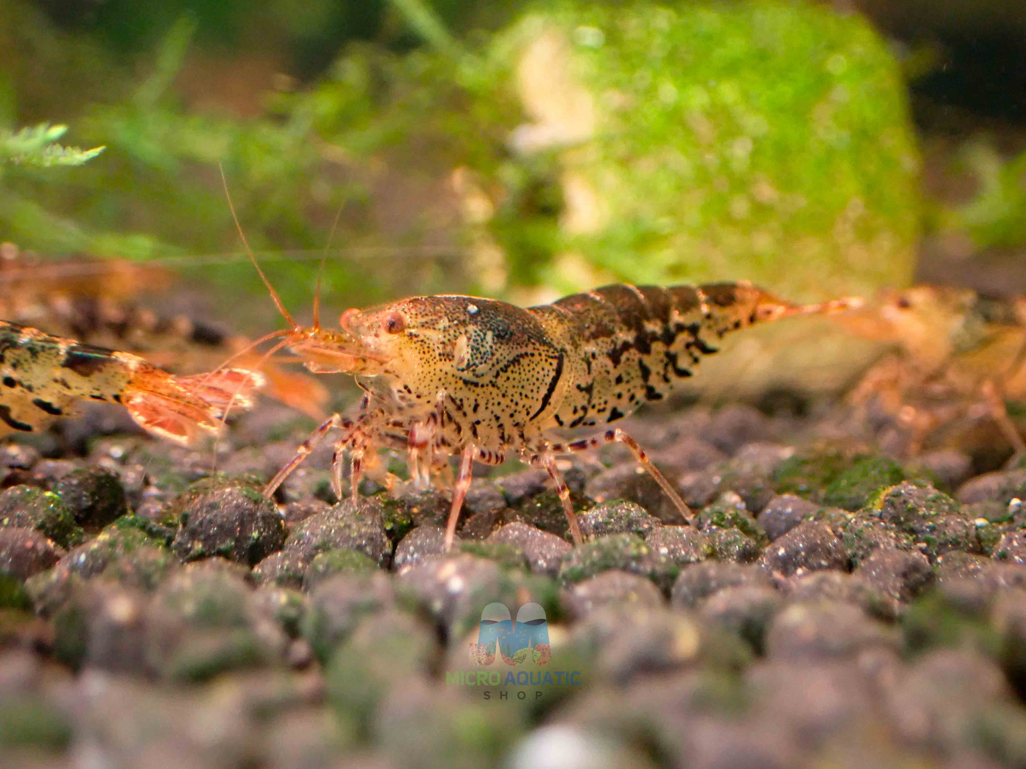 Black Tiger Shrimp - Cardina x Tiger