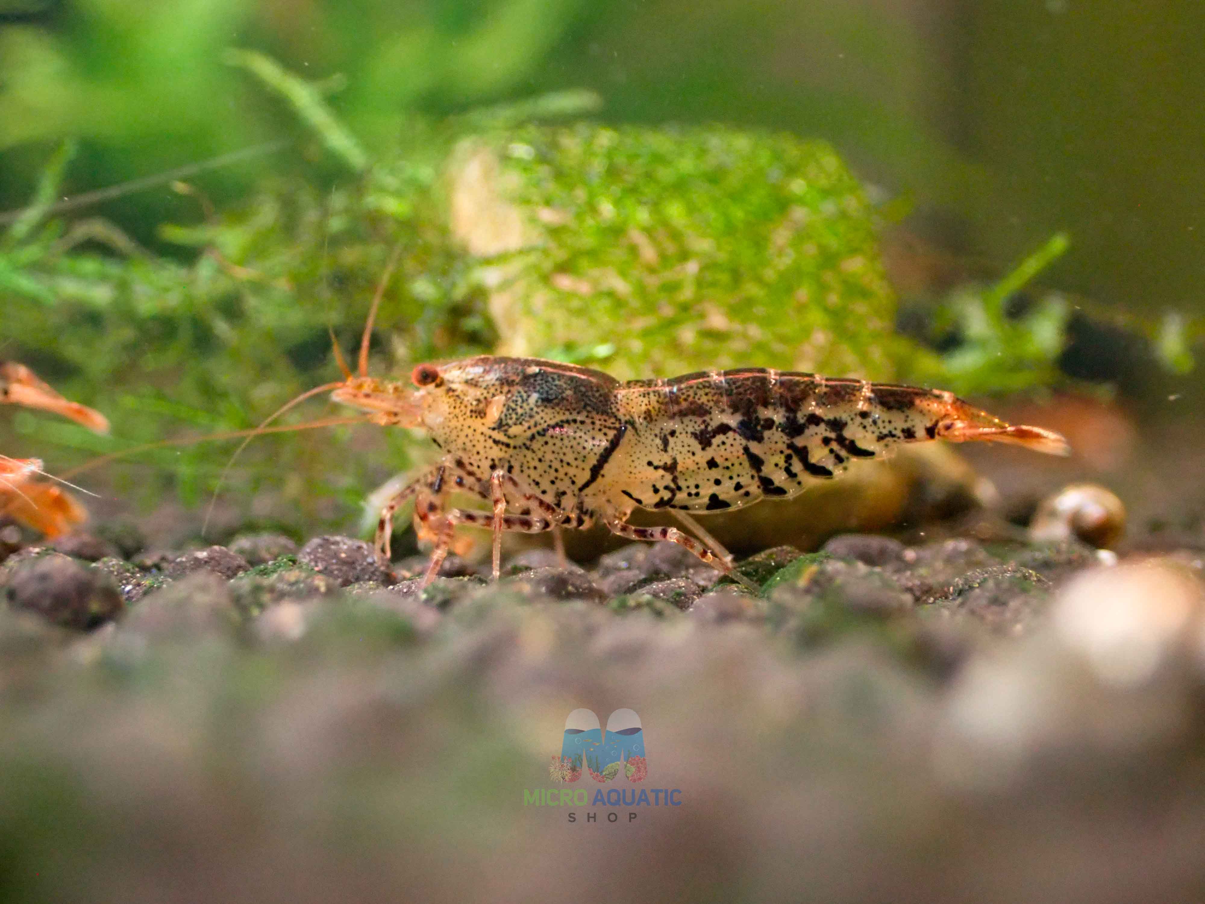 Black Tiger Shrimp - Cardina x Tiger