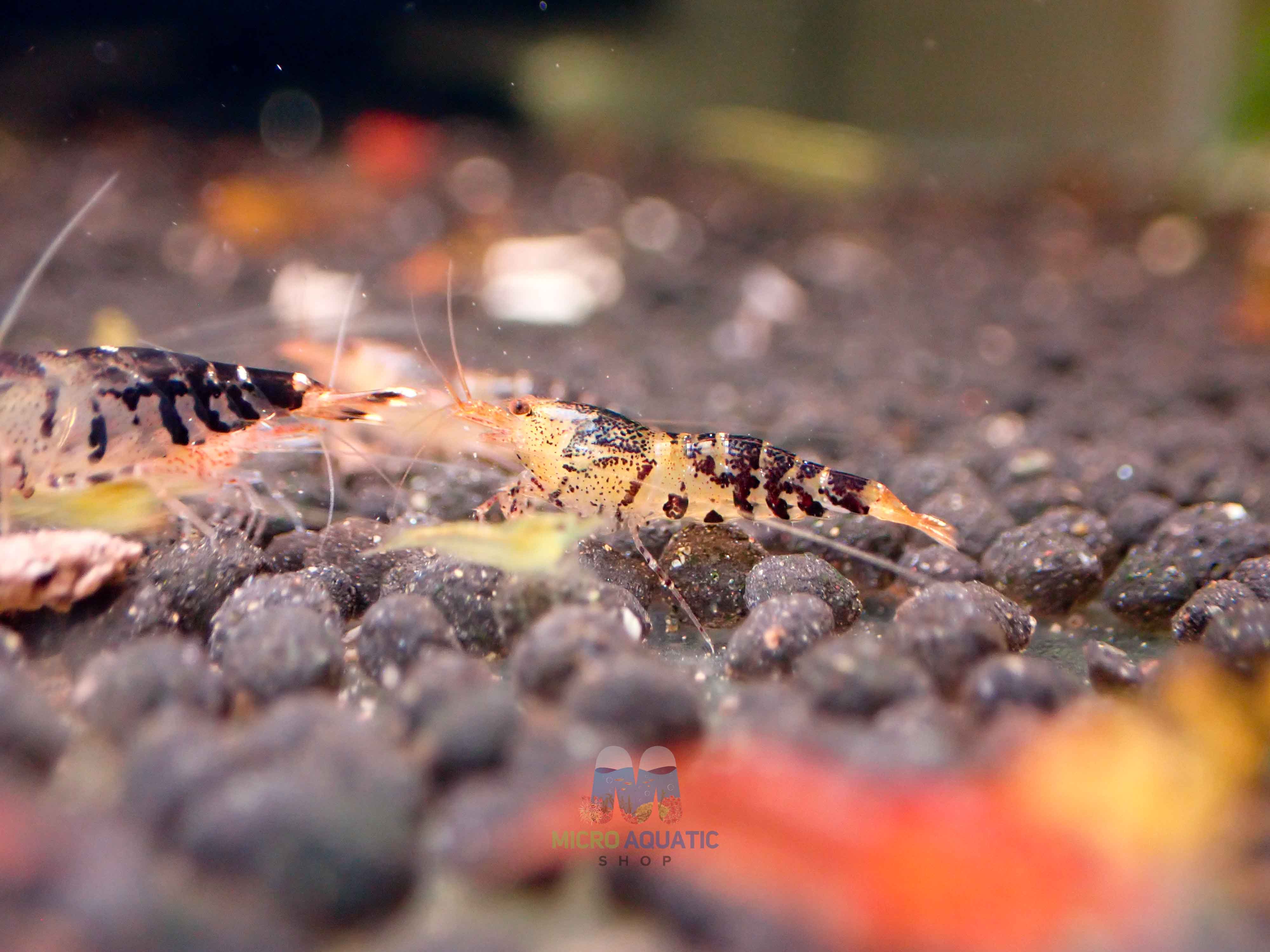 Black Tiger Shrimp - Cardina x Tiger