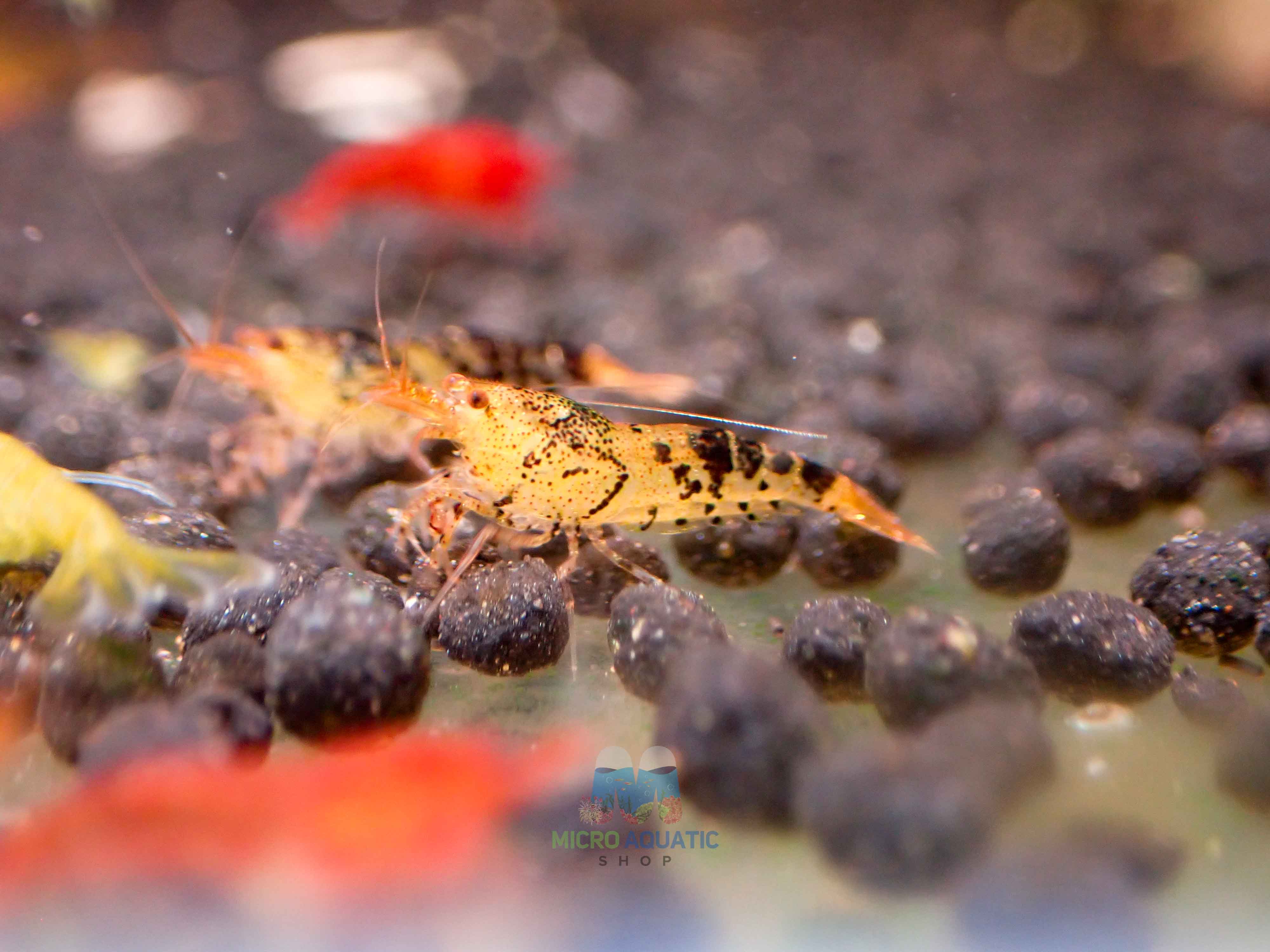 Black Tiger Shrimp - Cardina x Tiger