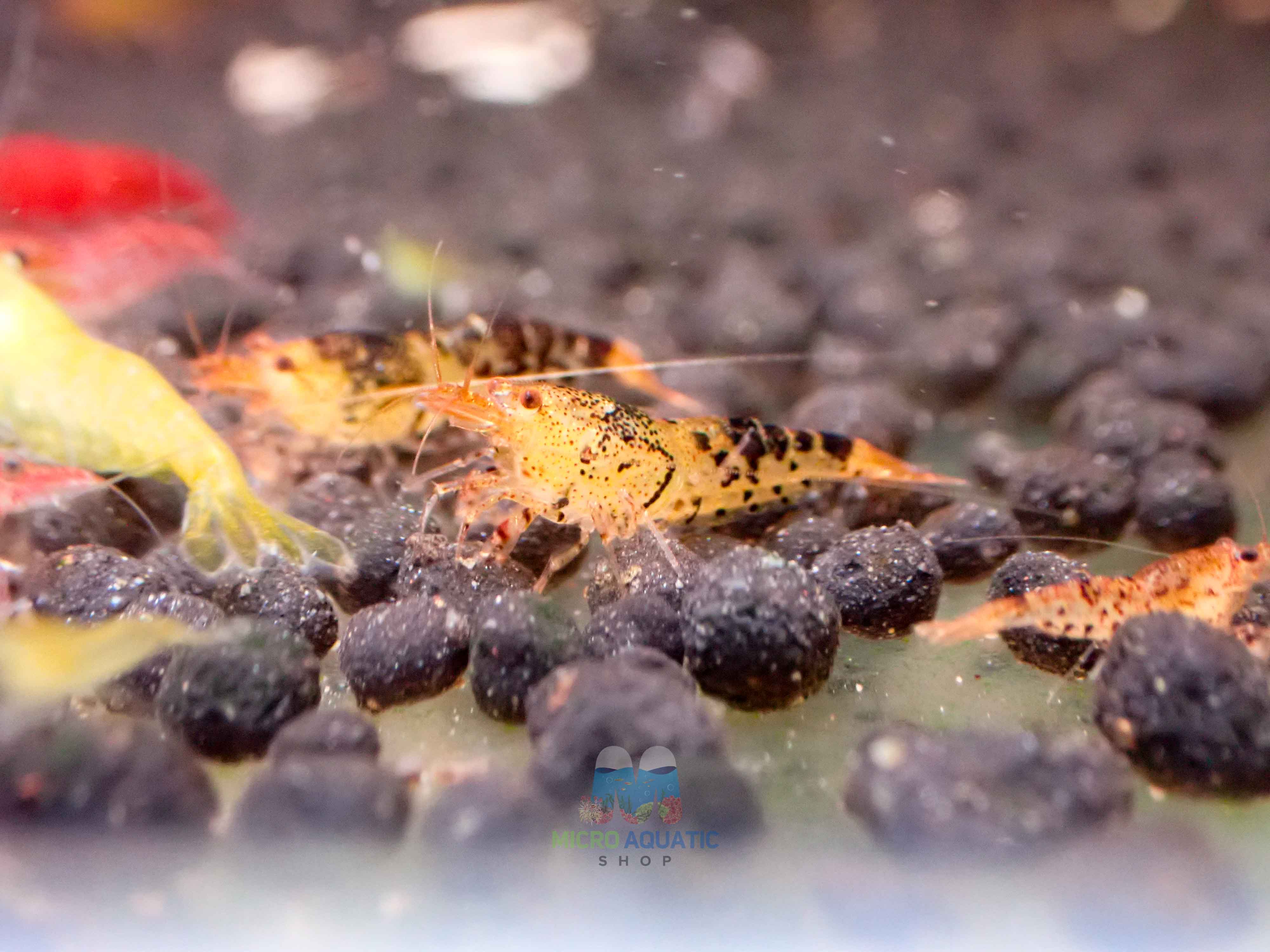 Black Tiger Shrimp - Cardina x Tiger