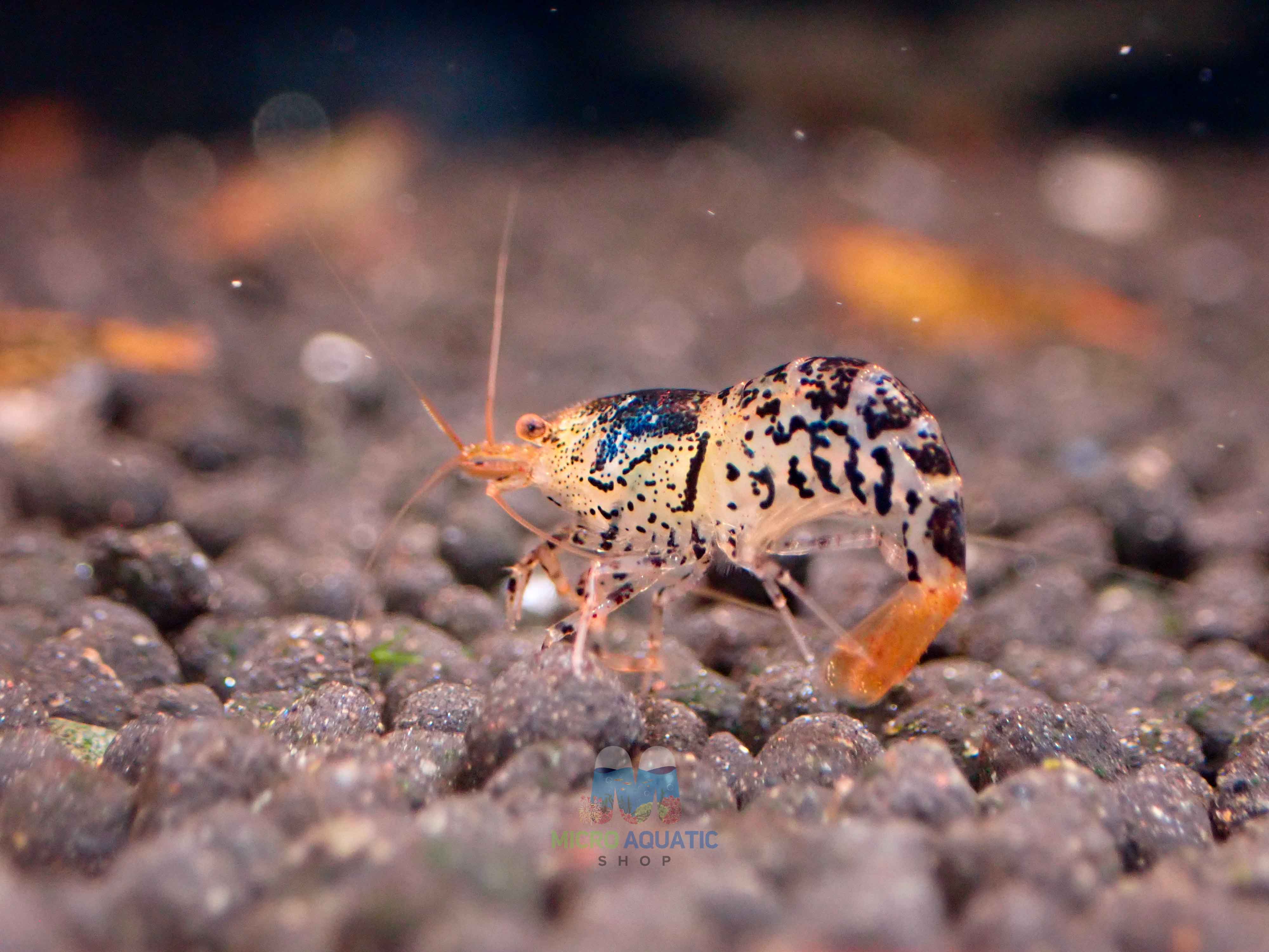 Black Tiger Shrimp - Cardina x Tiger