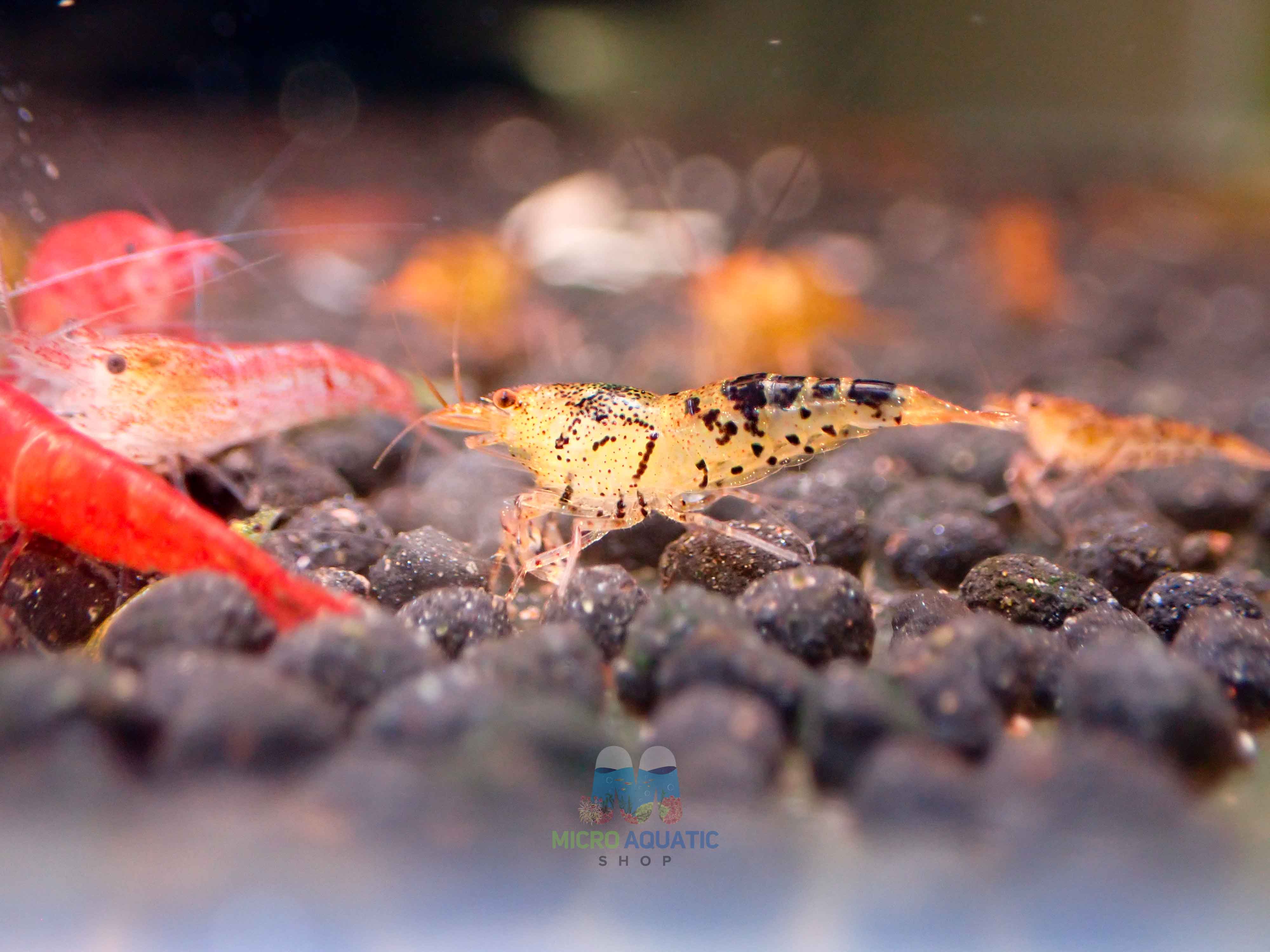 Black Tiger Shrimp - Cardina x Tiger