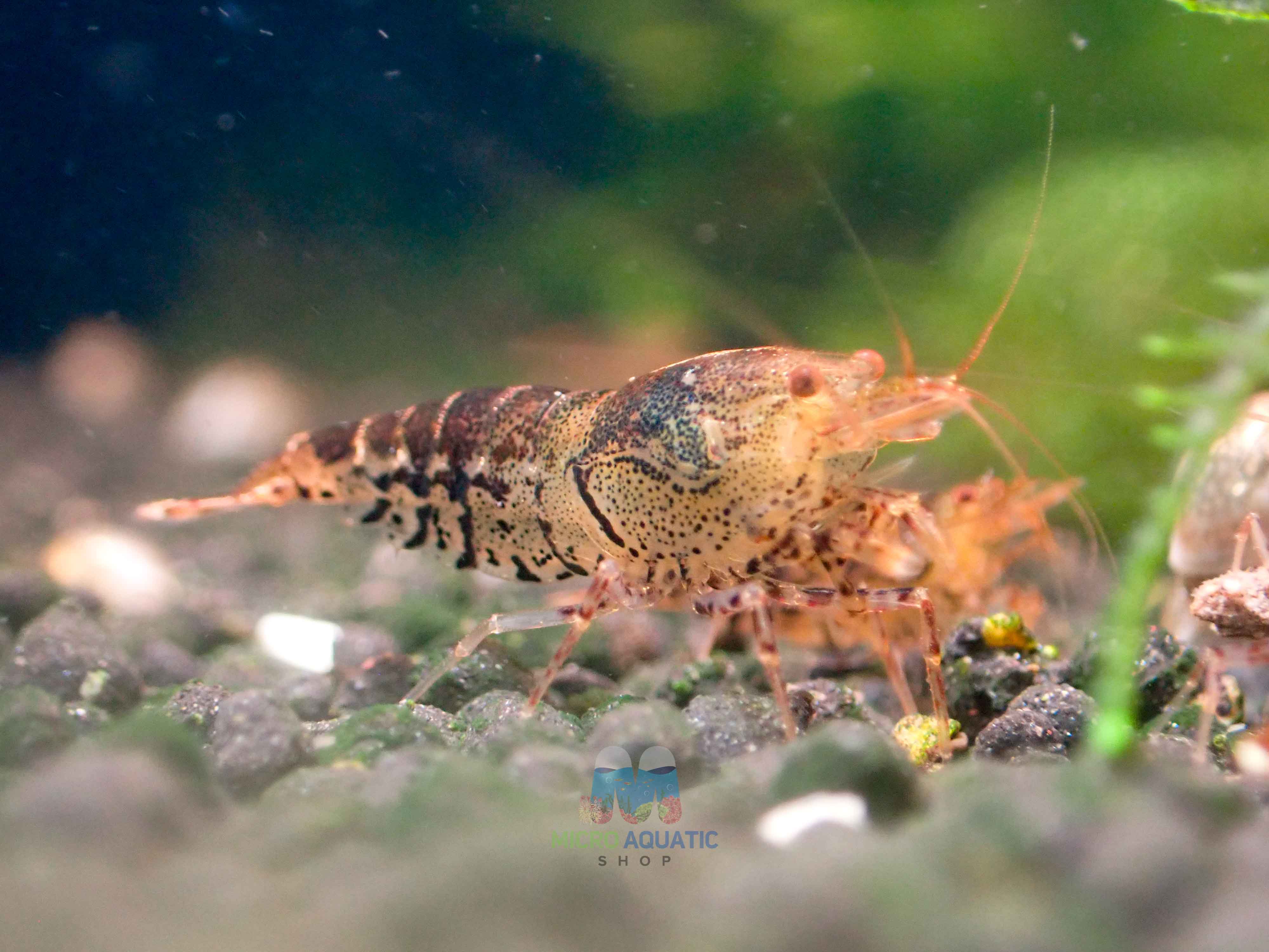 Black Tiger Shrimp - Cardina x Tiger