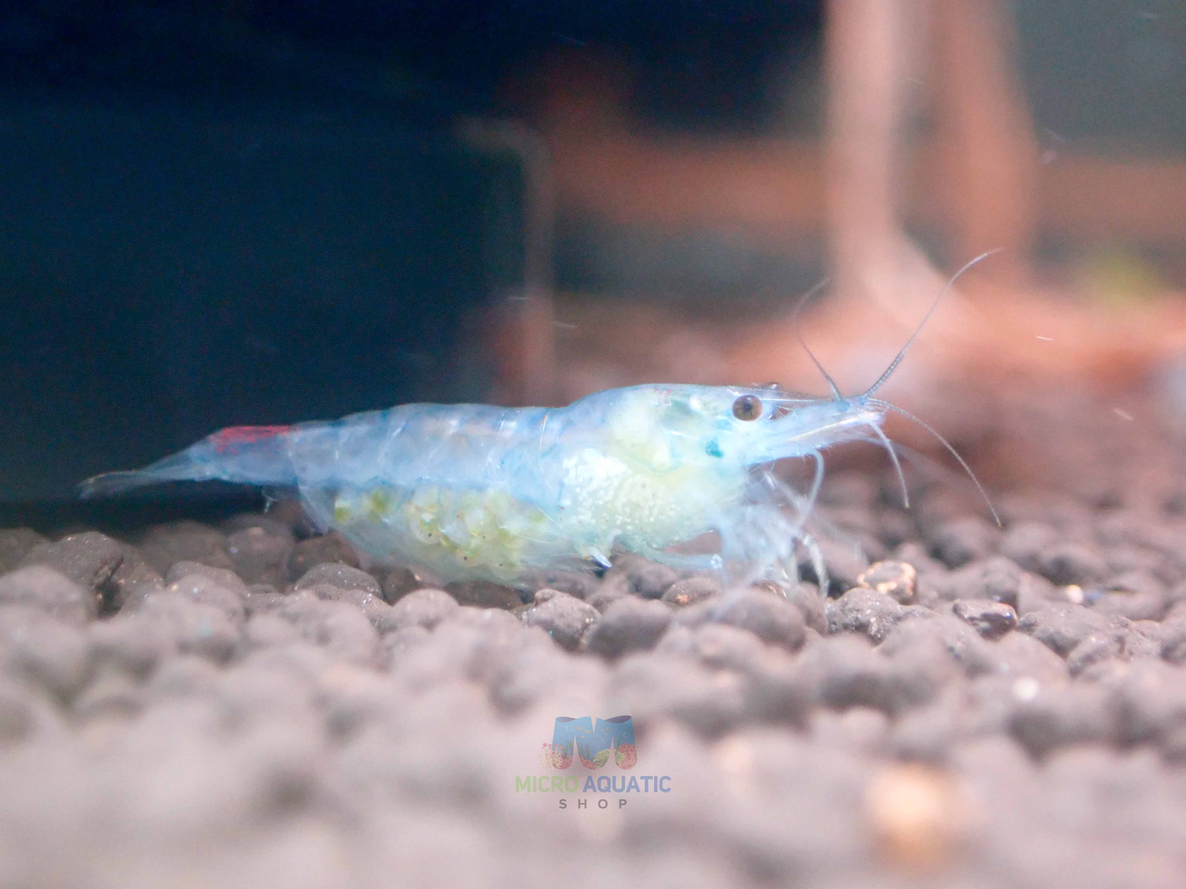 Blue Rili Shrimp Medium - High Grade