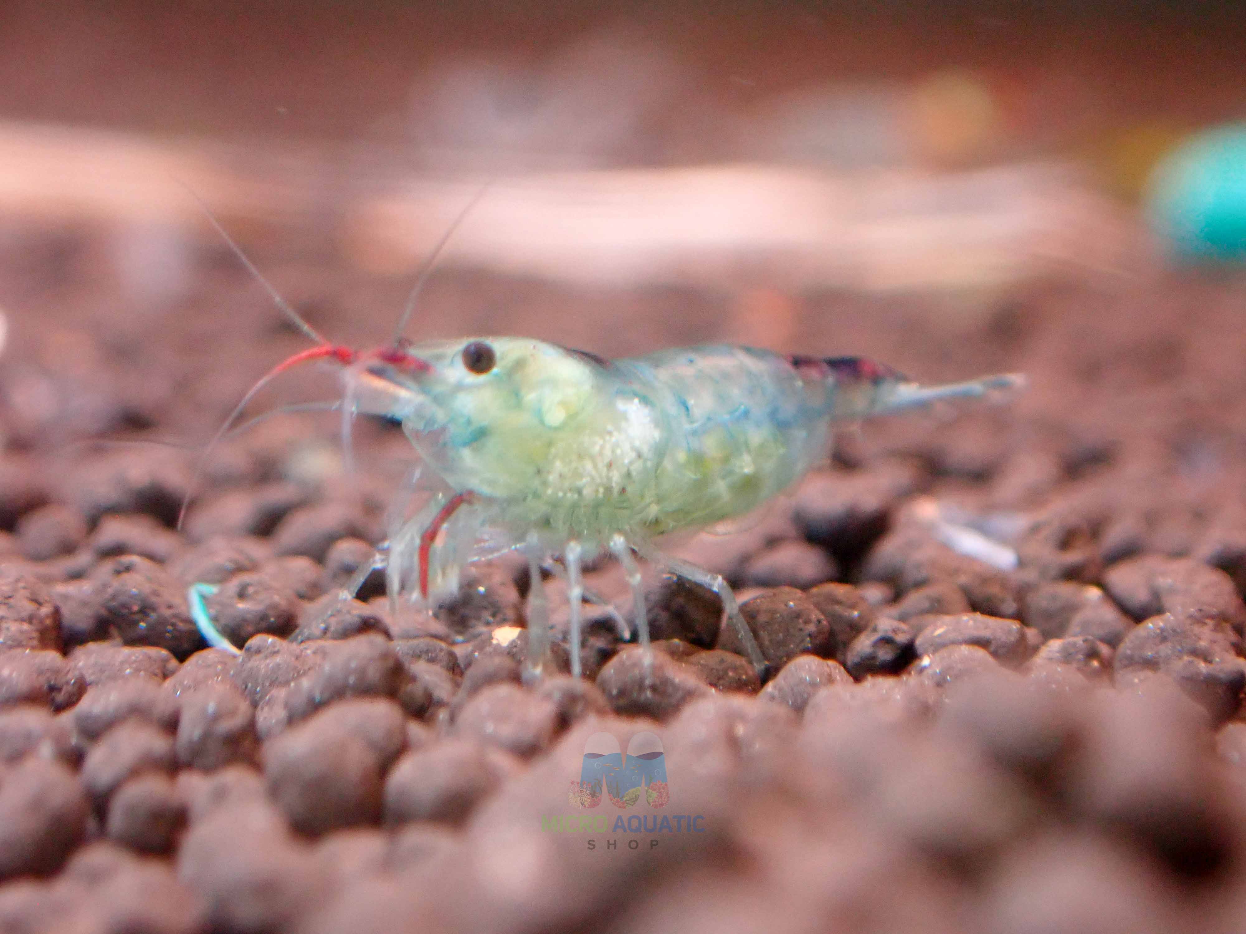 Blue Rili Shrimp Medium - High Grade