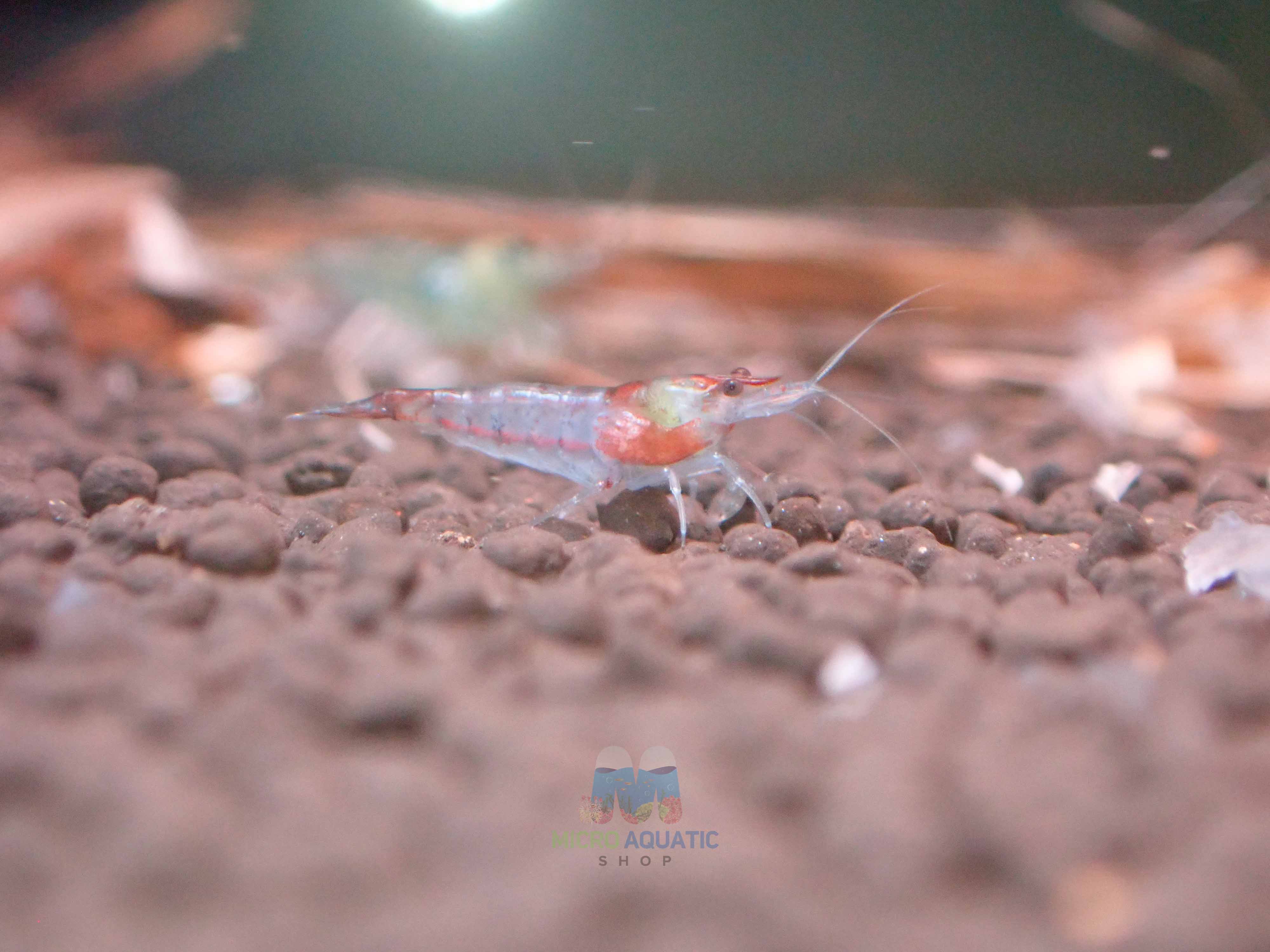 Blue Rili Shrimp Medium - High Grade