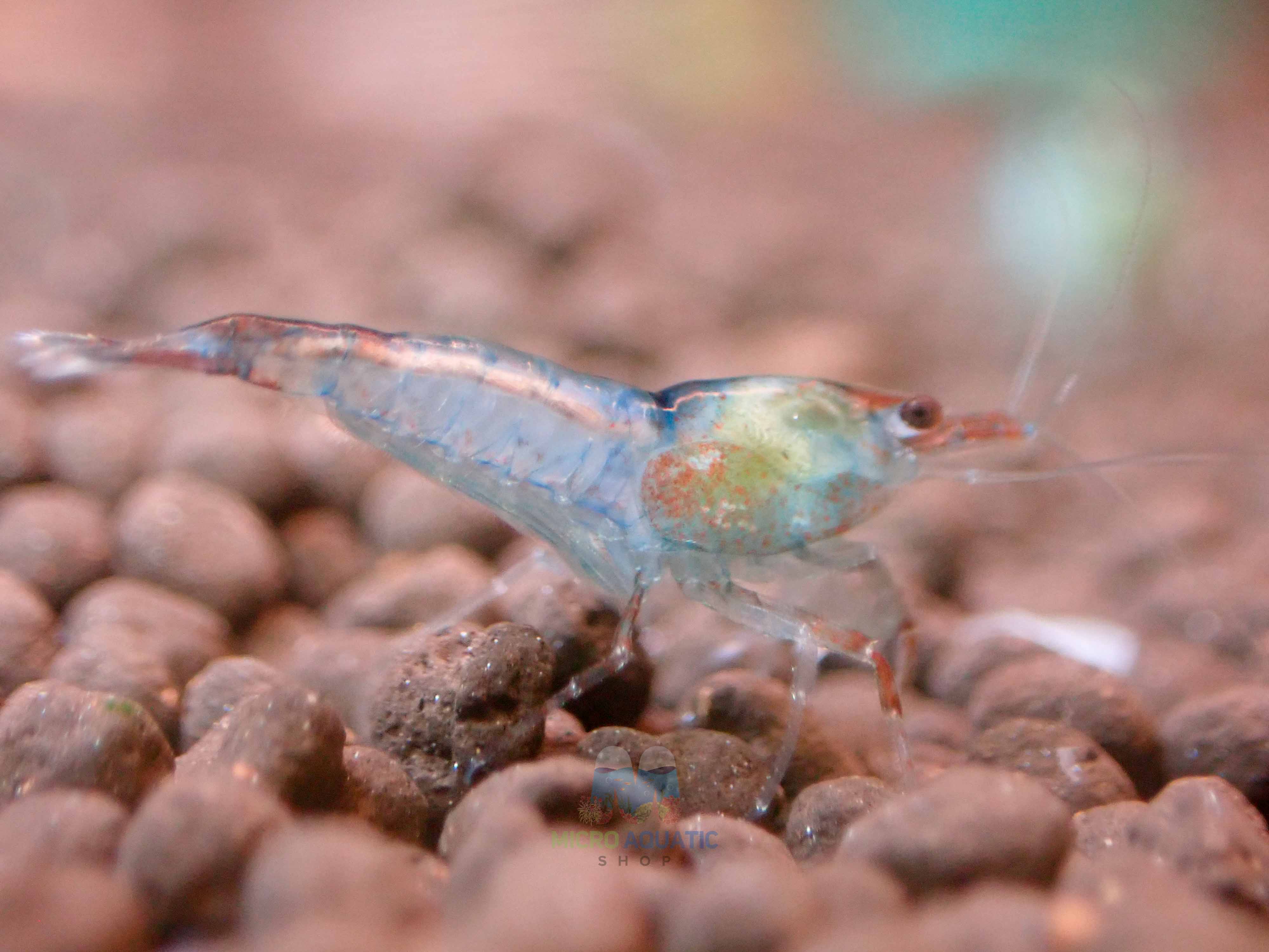 Blue Rili Shrimp Medium - High Grade