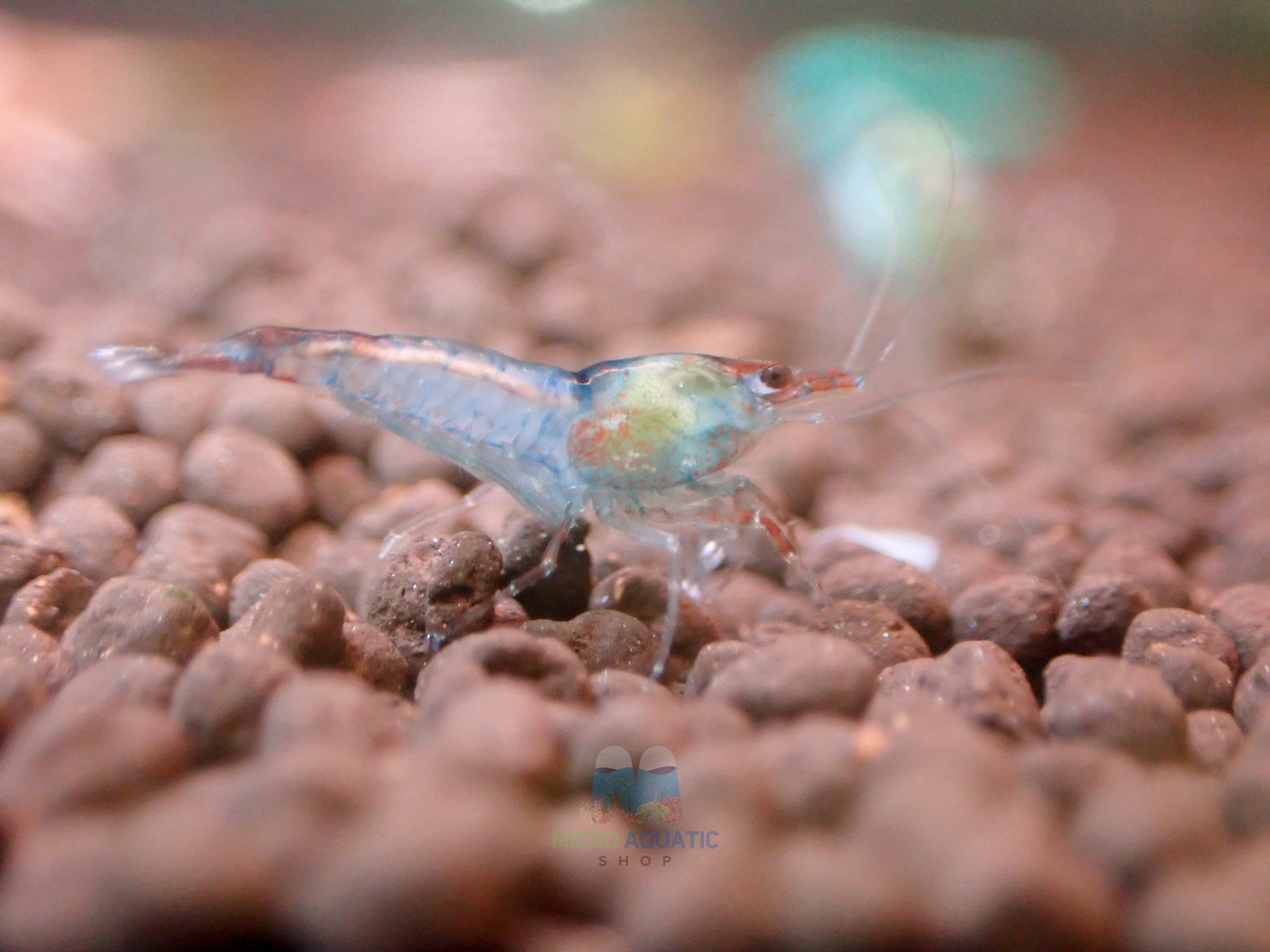 Blue Rili Shrimp Medium - High Grade