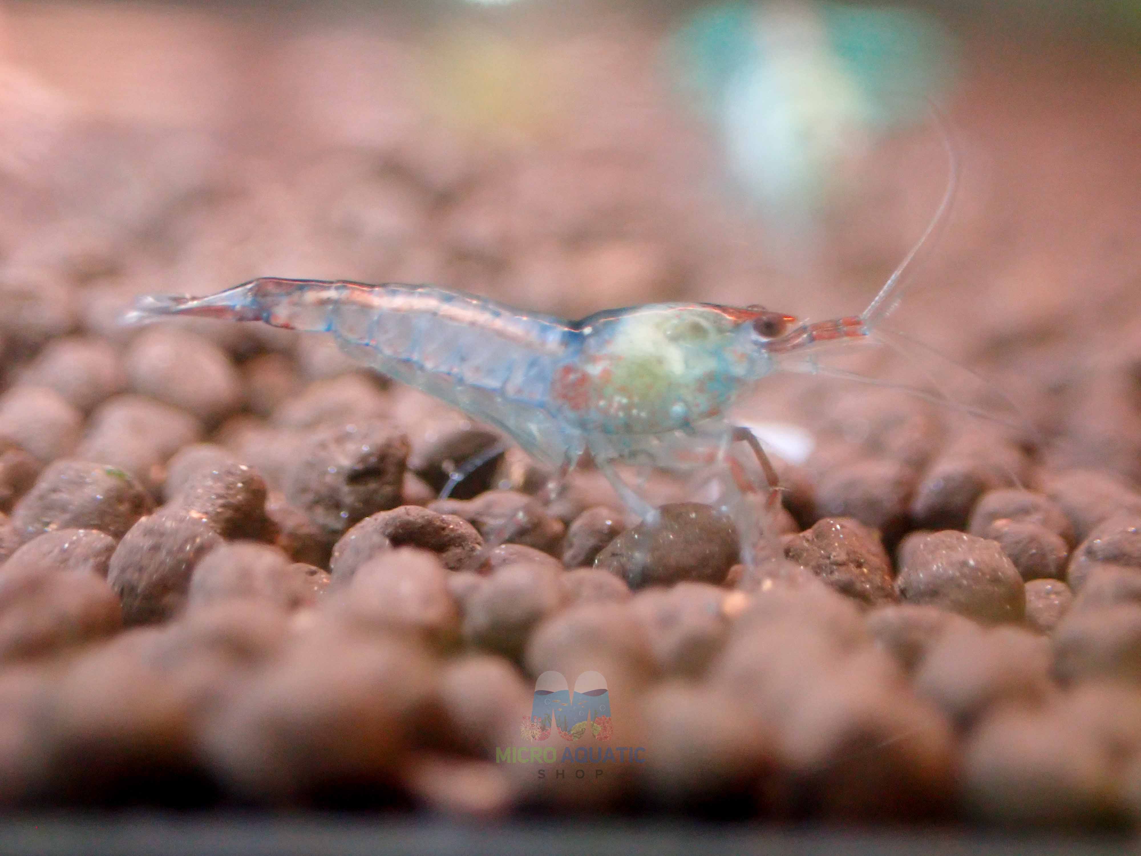 Blue Rili Shrimp Medium - High Grade