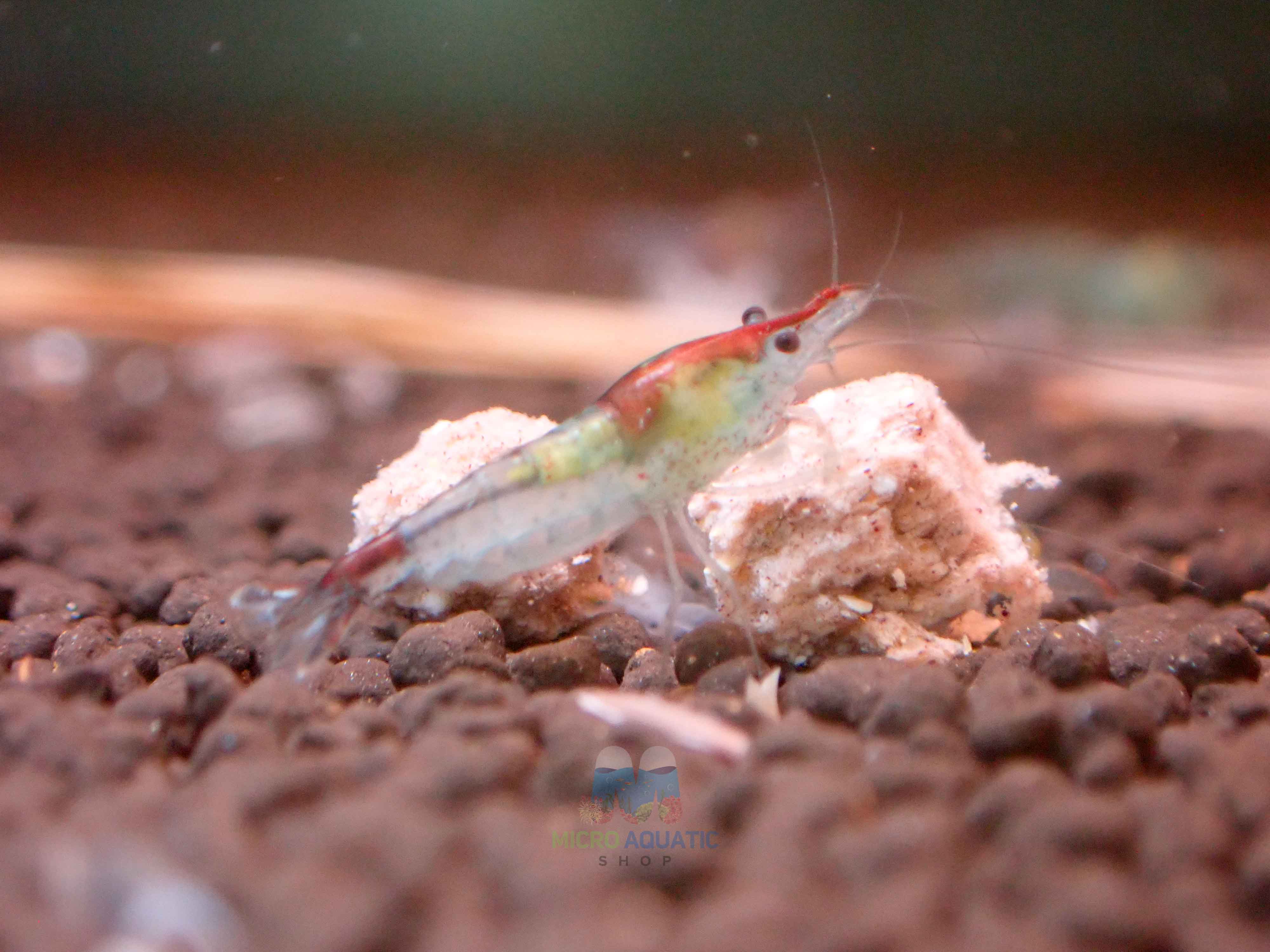 Blue Rili Shrimp Medium - High Grade