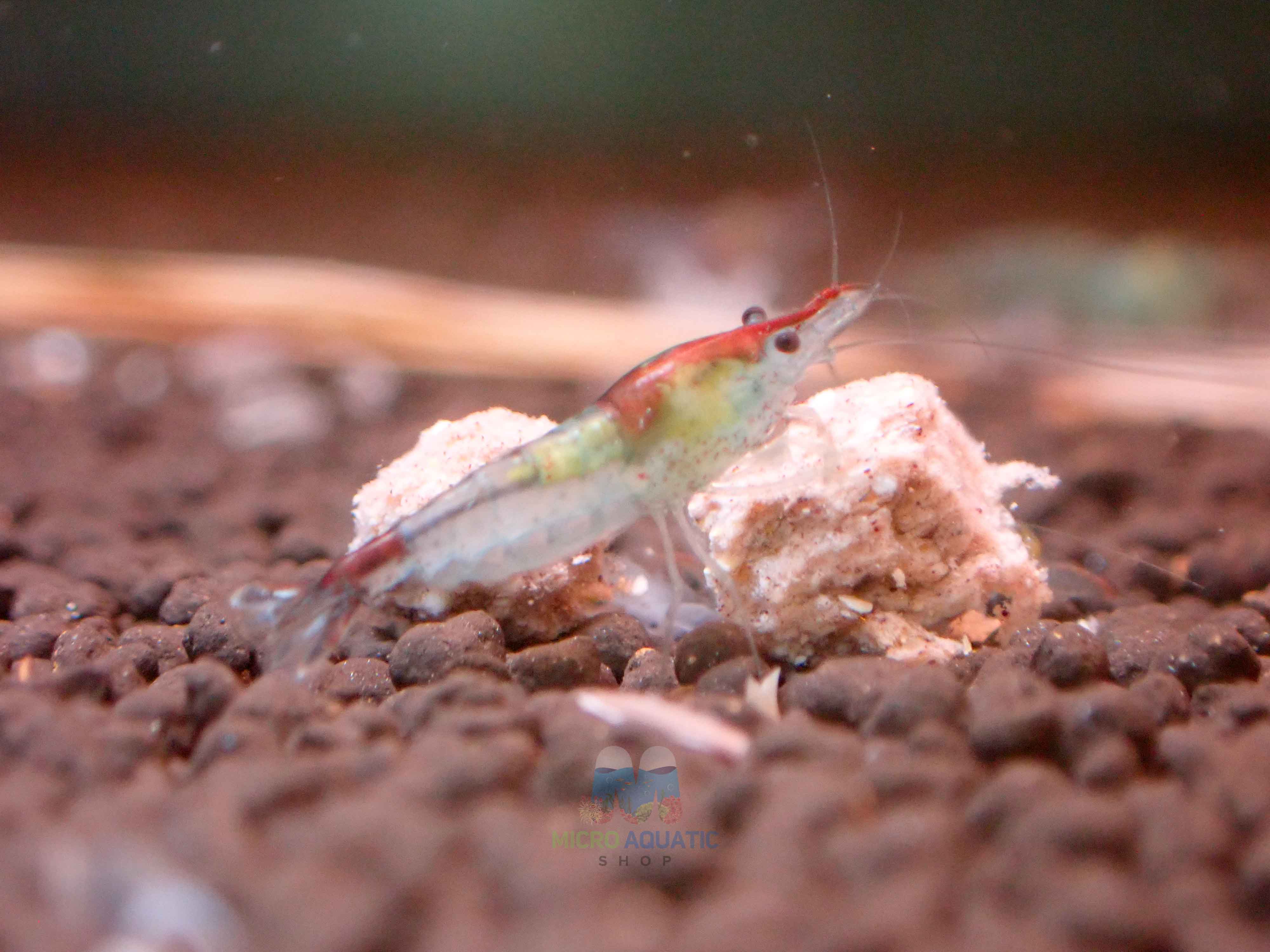 Blue Rili Blue Rili Shrimp Medium - High Grade – Aussie Shrimp Australia