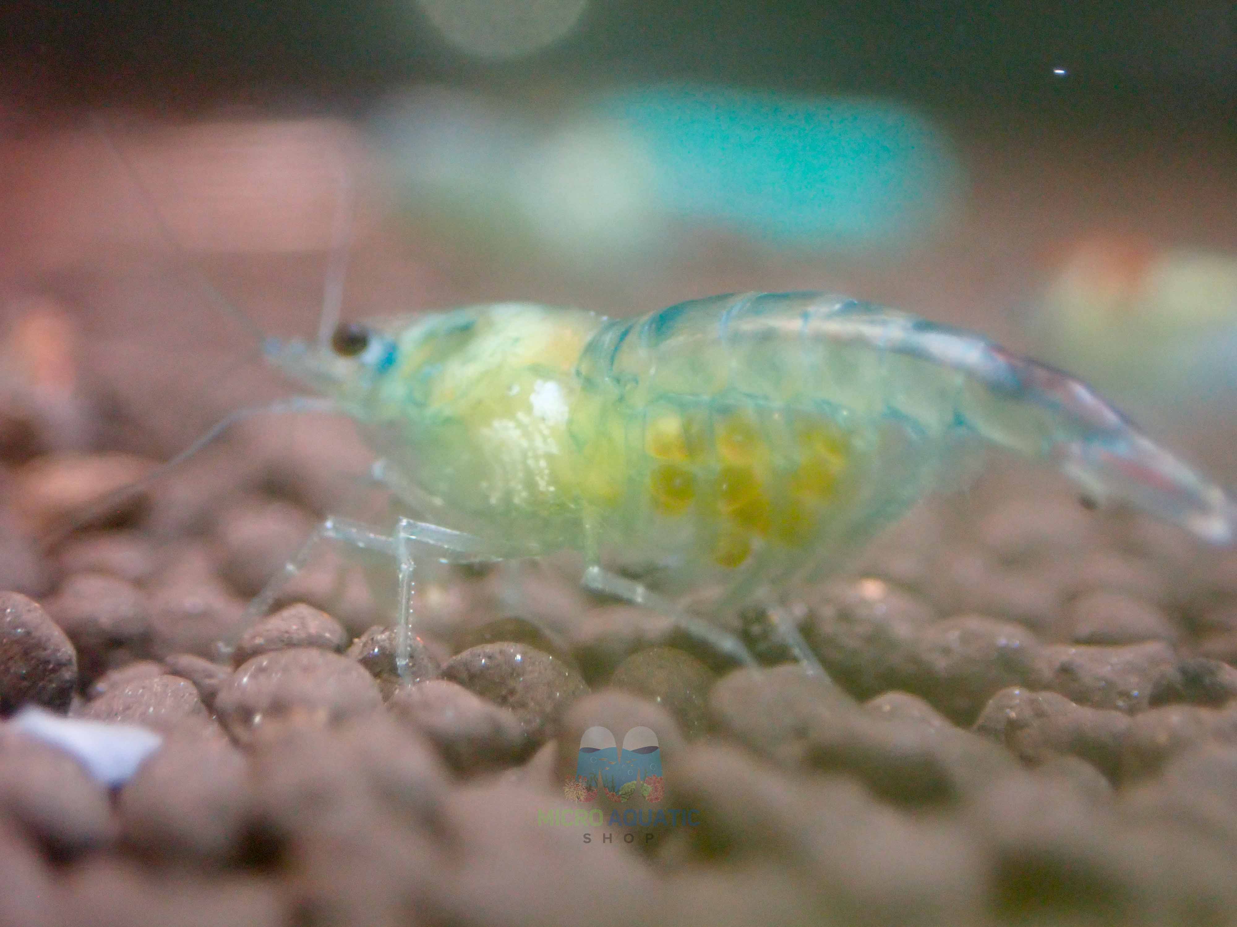 Blue Rili Shrimp Medium - High Grade