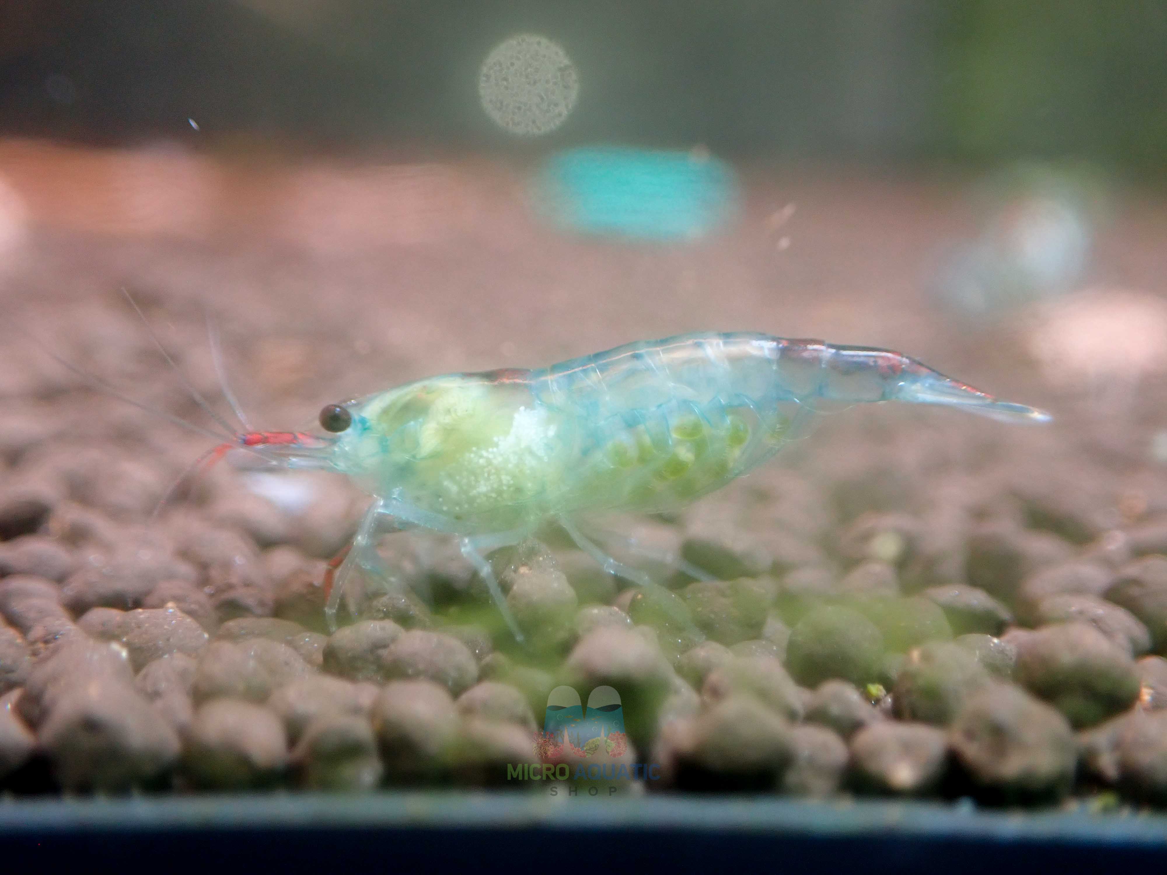 Blue Rili Shrimp Medium - High Grade