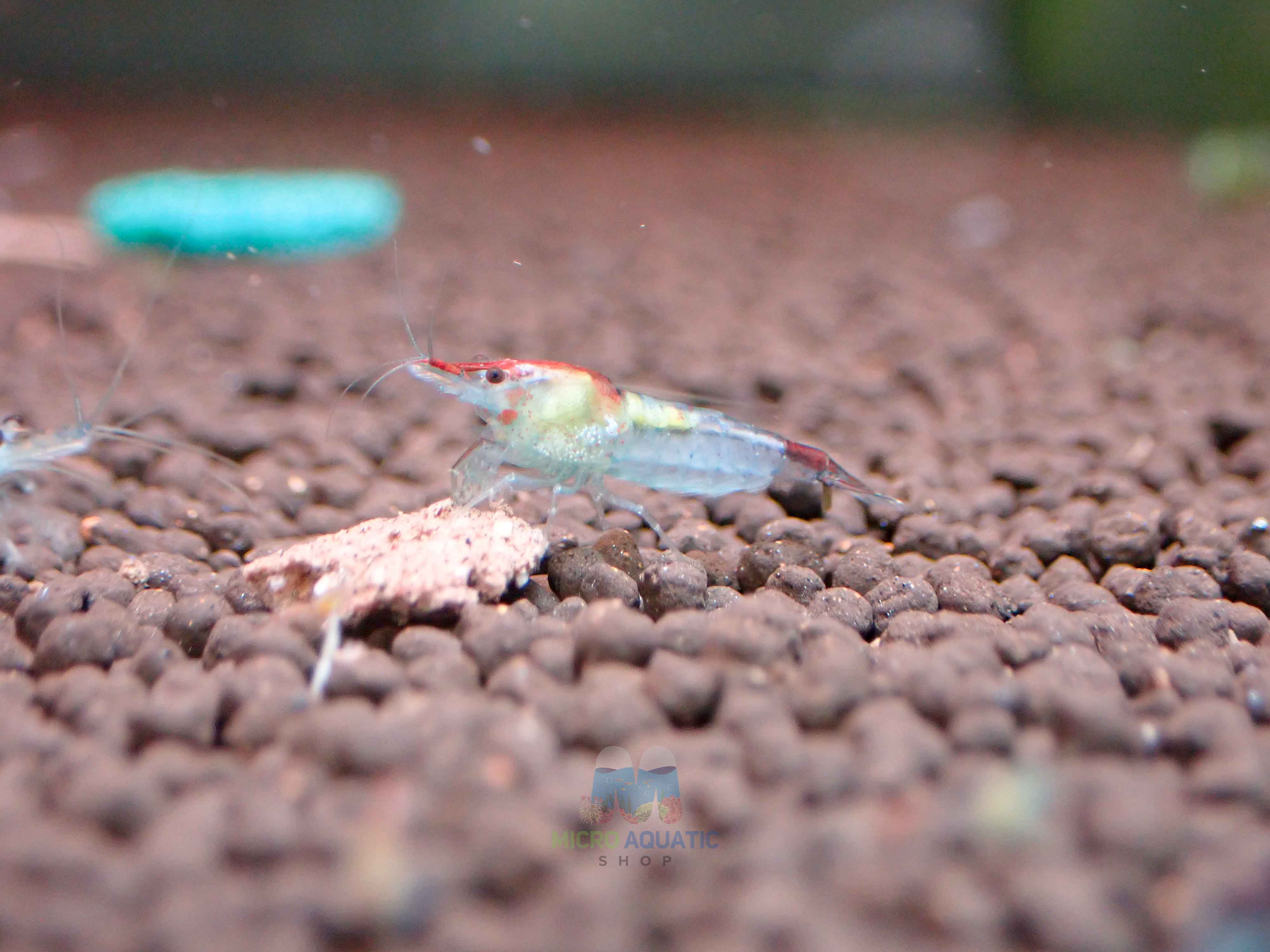 Blue Rili Shrimp Medium - High Grade