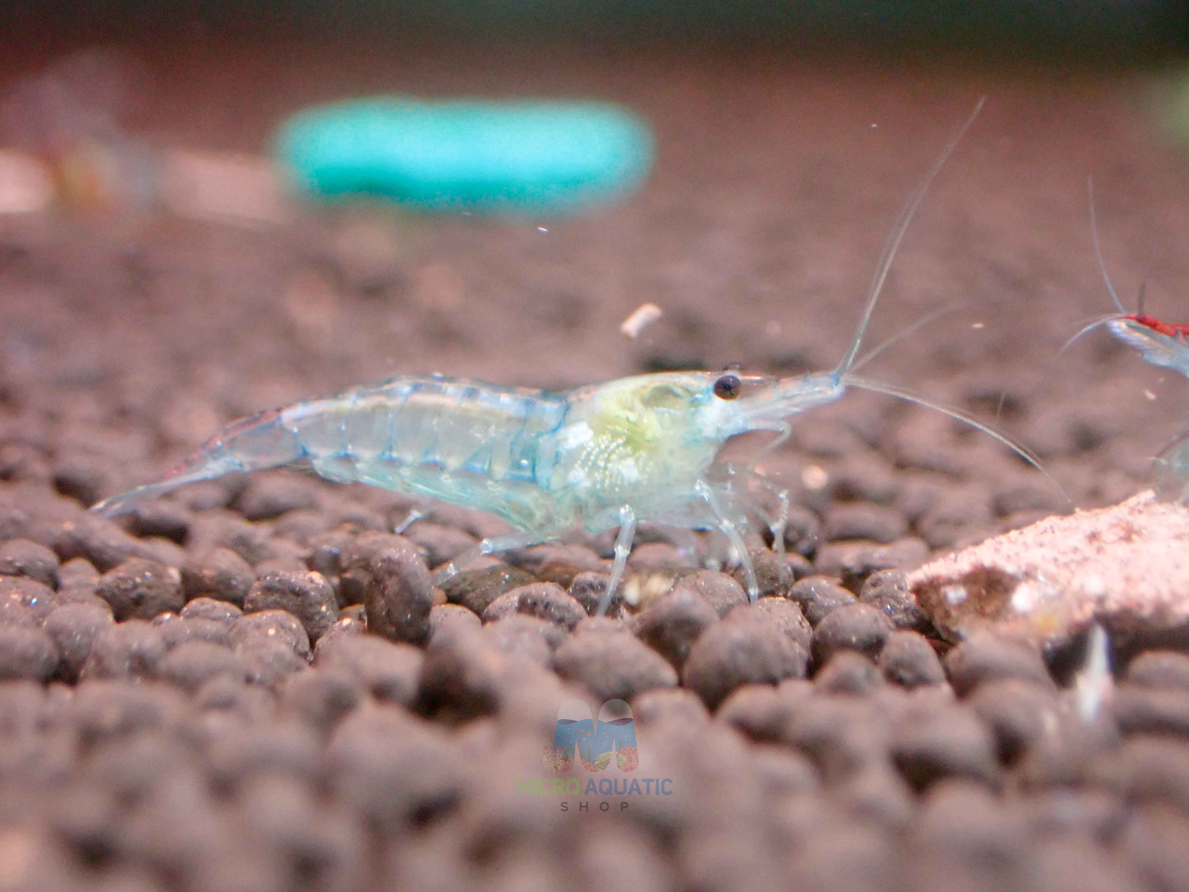 Blue Rili Shrimp Medium - High Grade