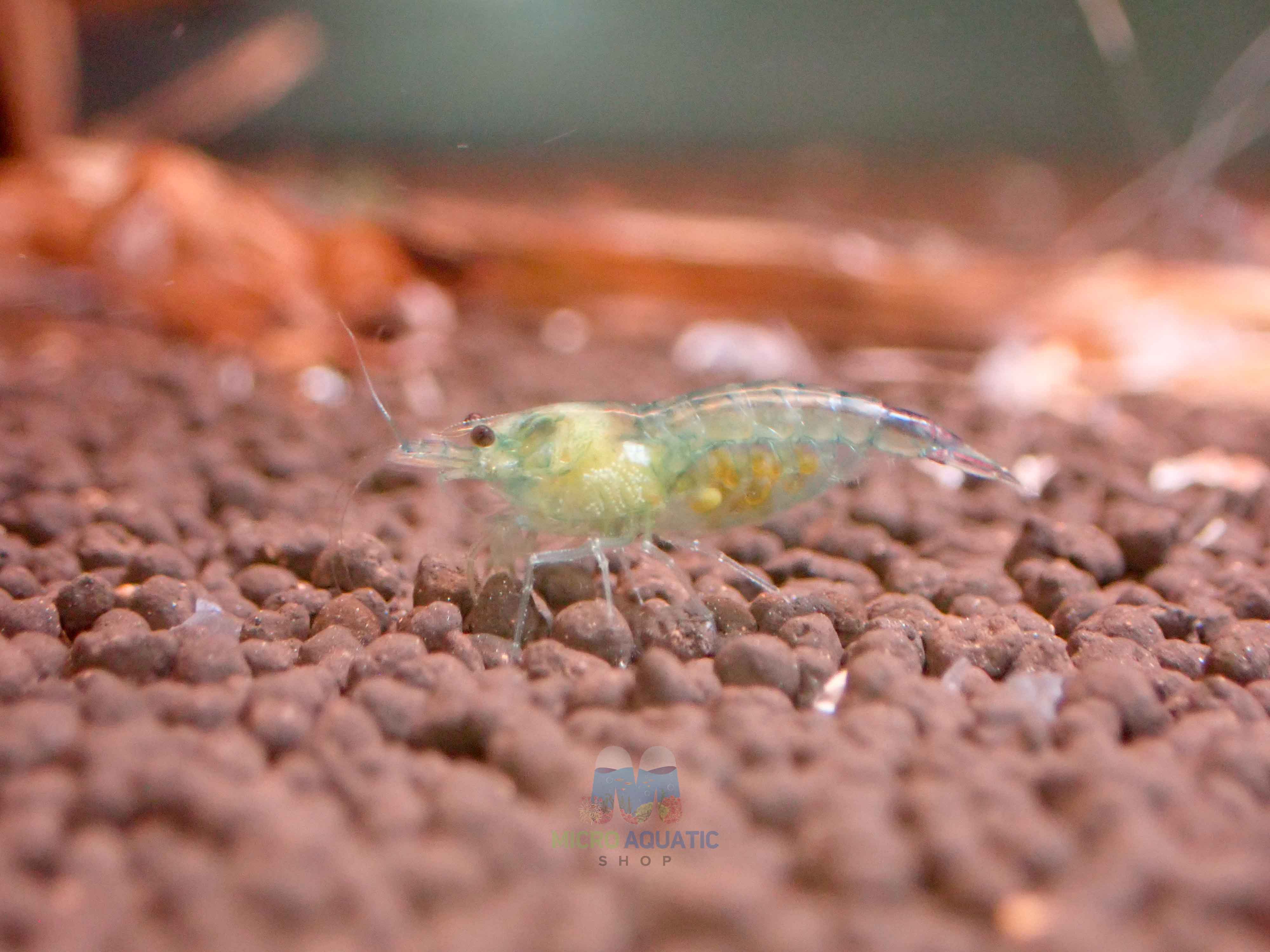 Blue Rili Shrimp Medium - High Grade