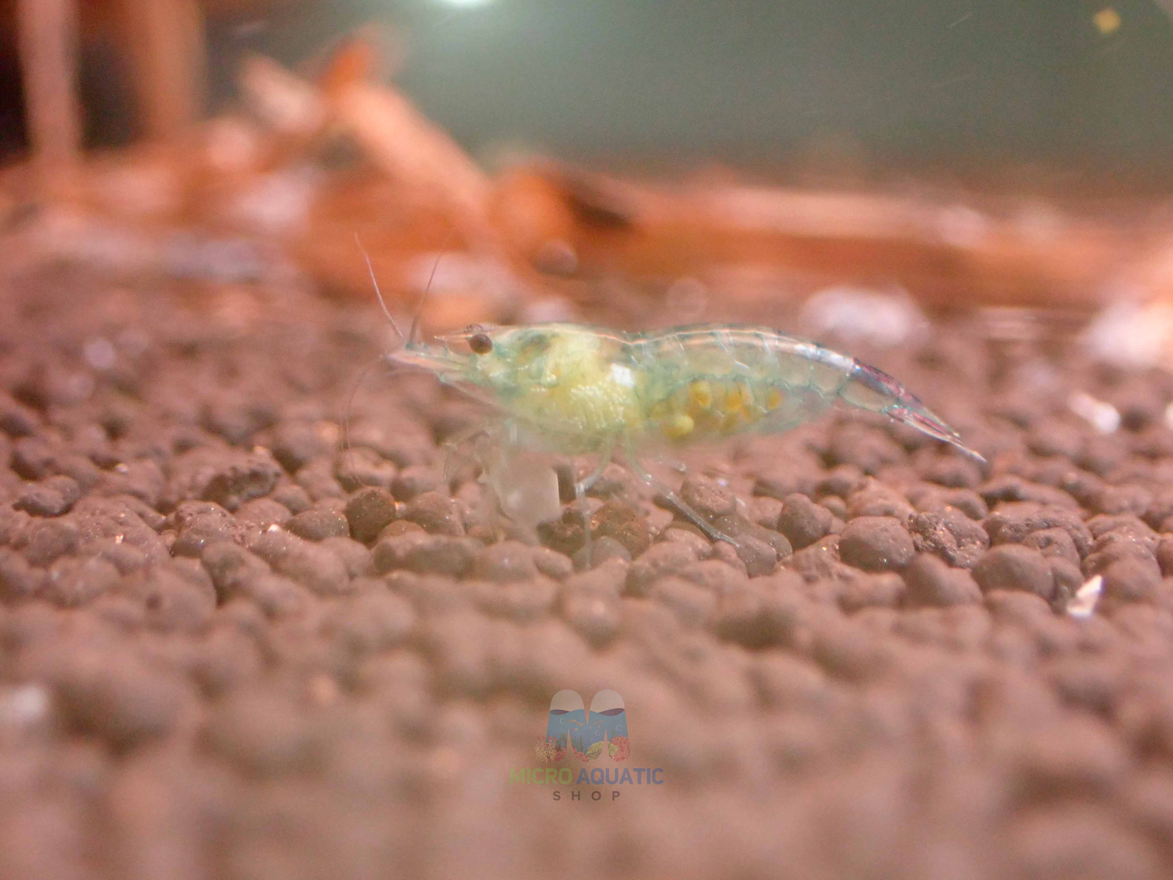 Blue Rili Shrimp Medium - High Grade