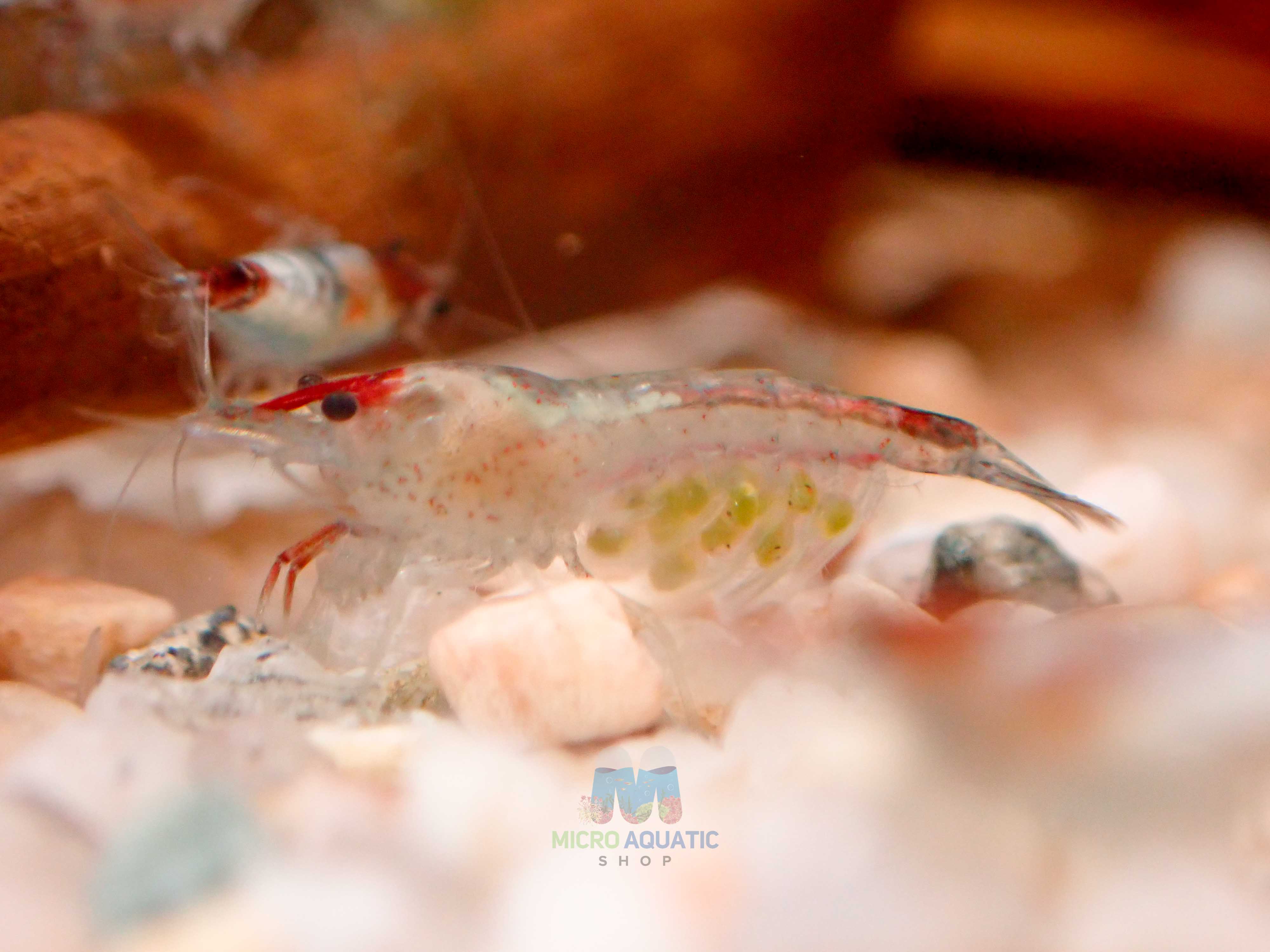 Blue Rili Shrimp Medium - High Grade