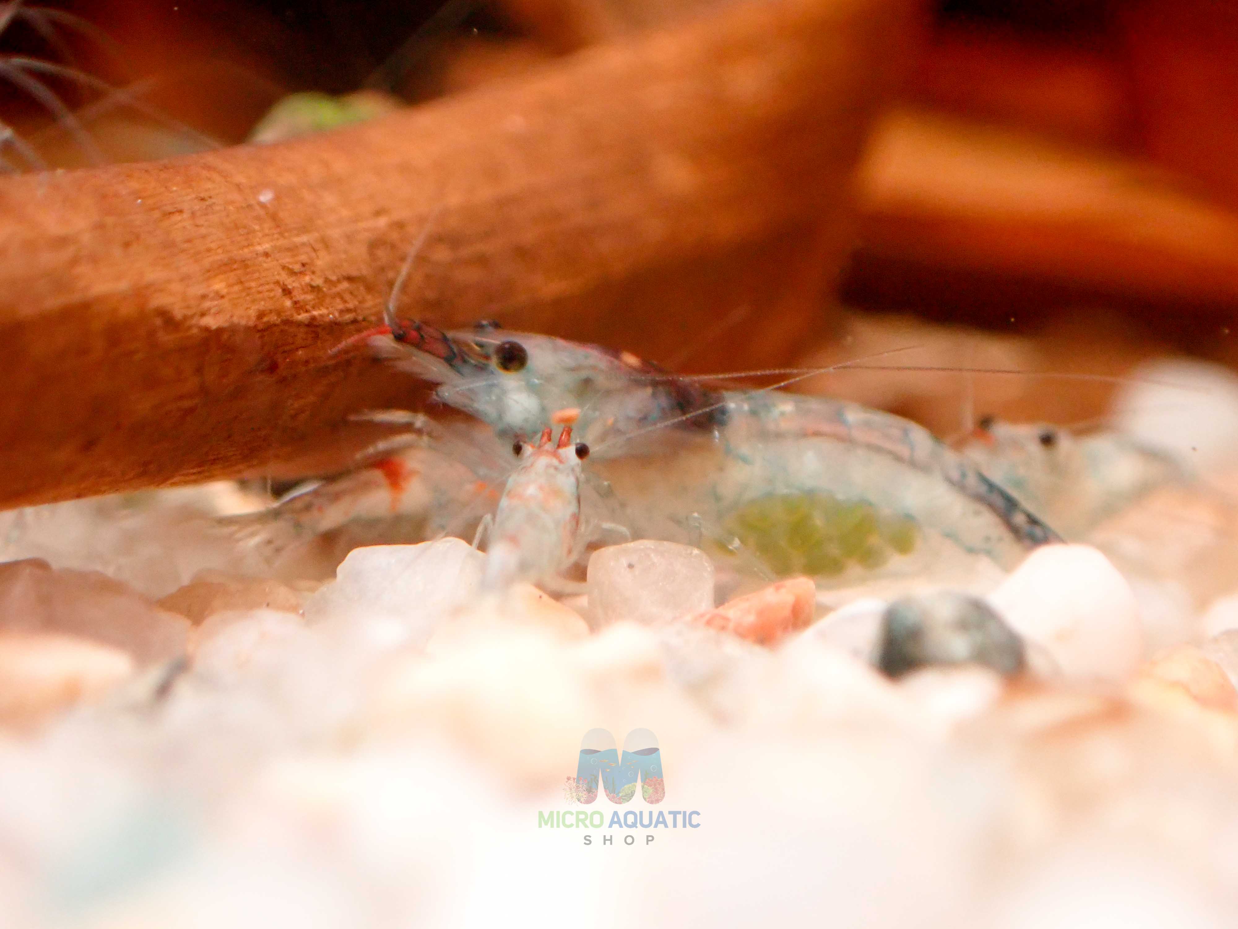 Blue Rili Shrimp Medium - High Grade