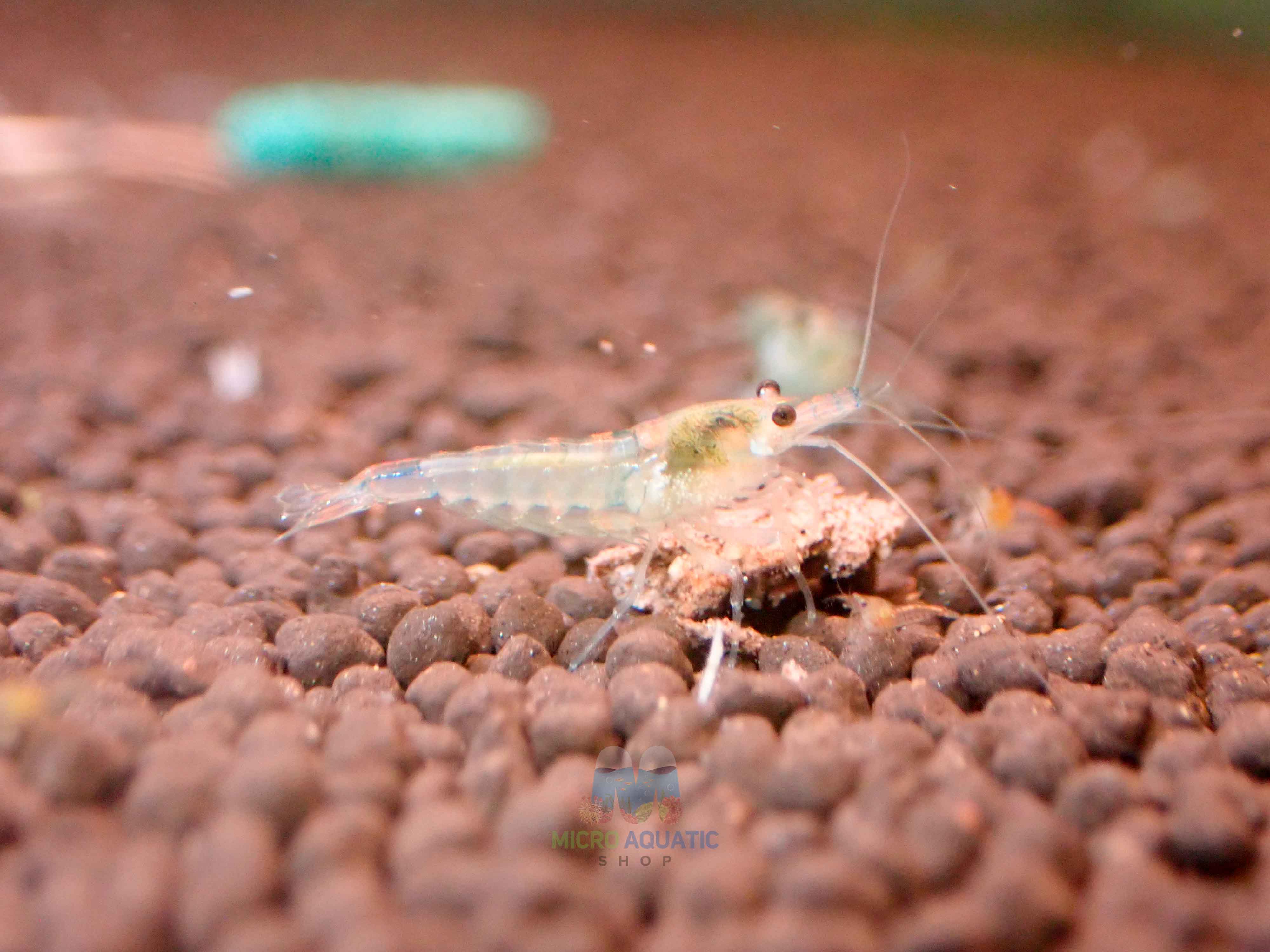 Blue Rili Shrimp Medium - High Grade