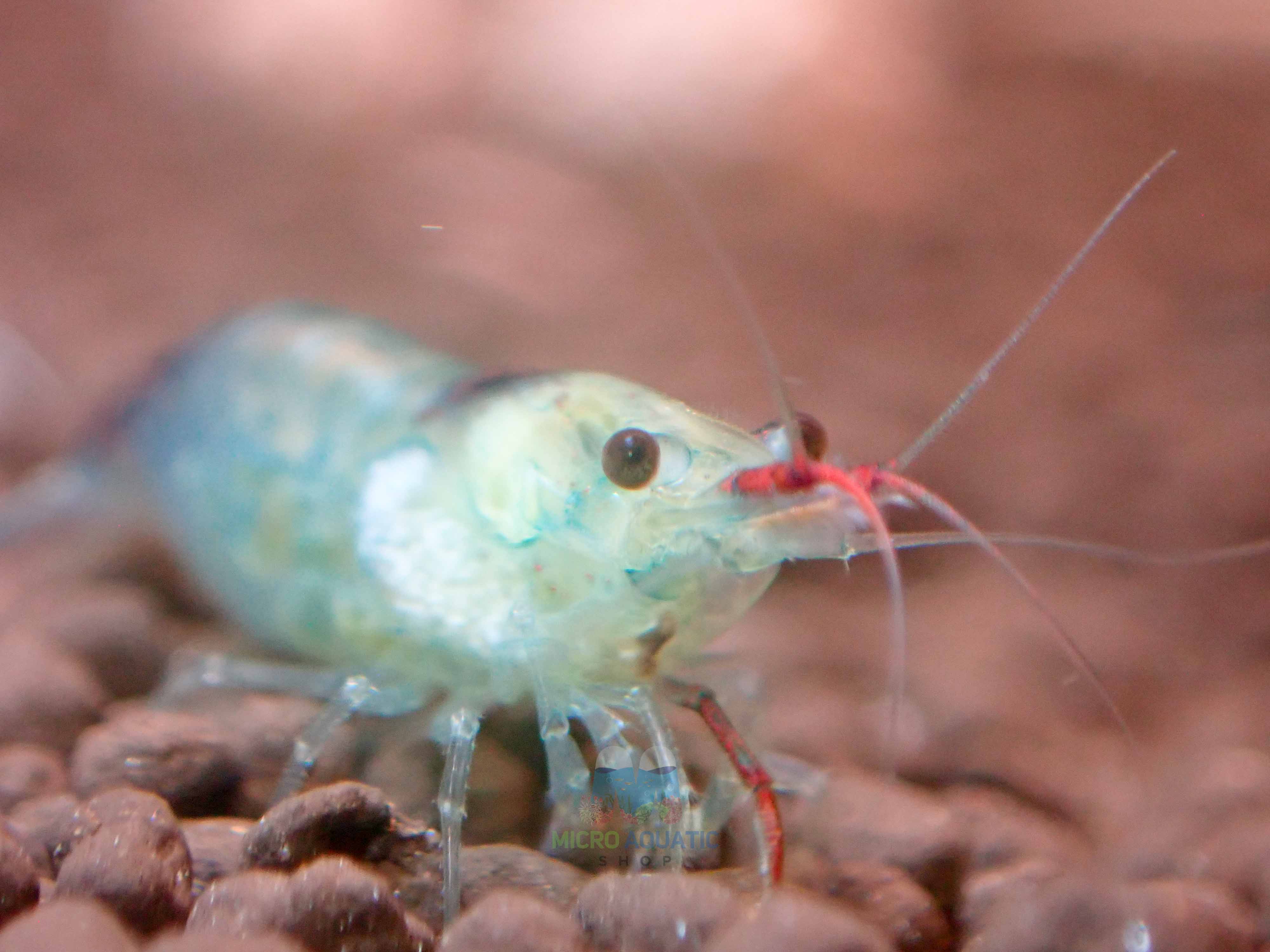 Blue Rili Blue Rili Shrimp Medium - High Grade – Aussie Shrimp Australia