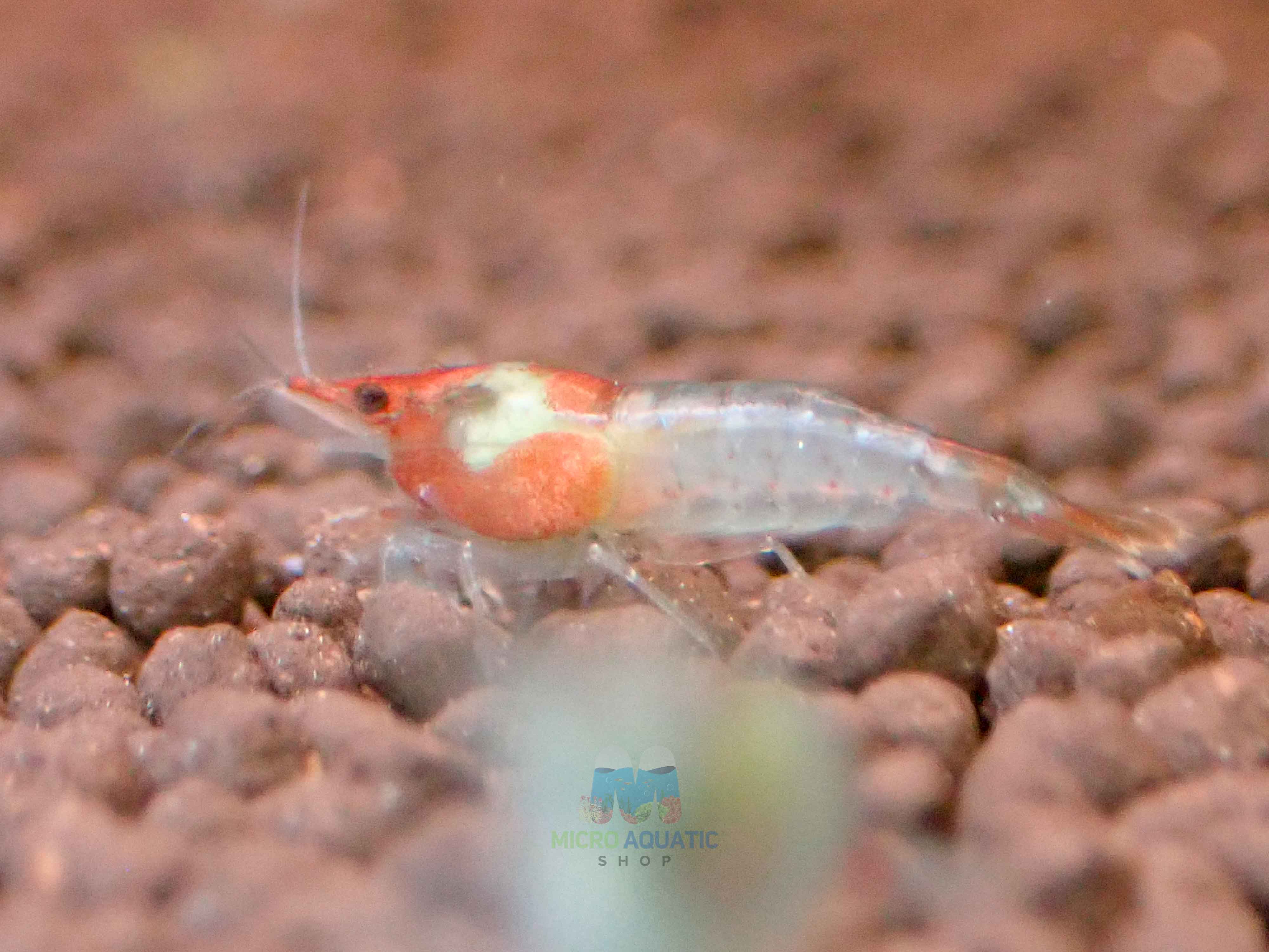 Blue Rili Shrimp Medium - High Grade