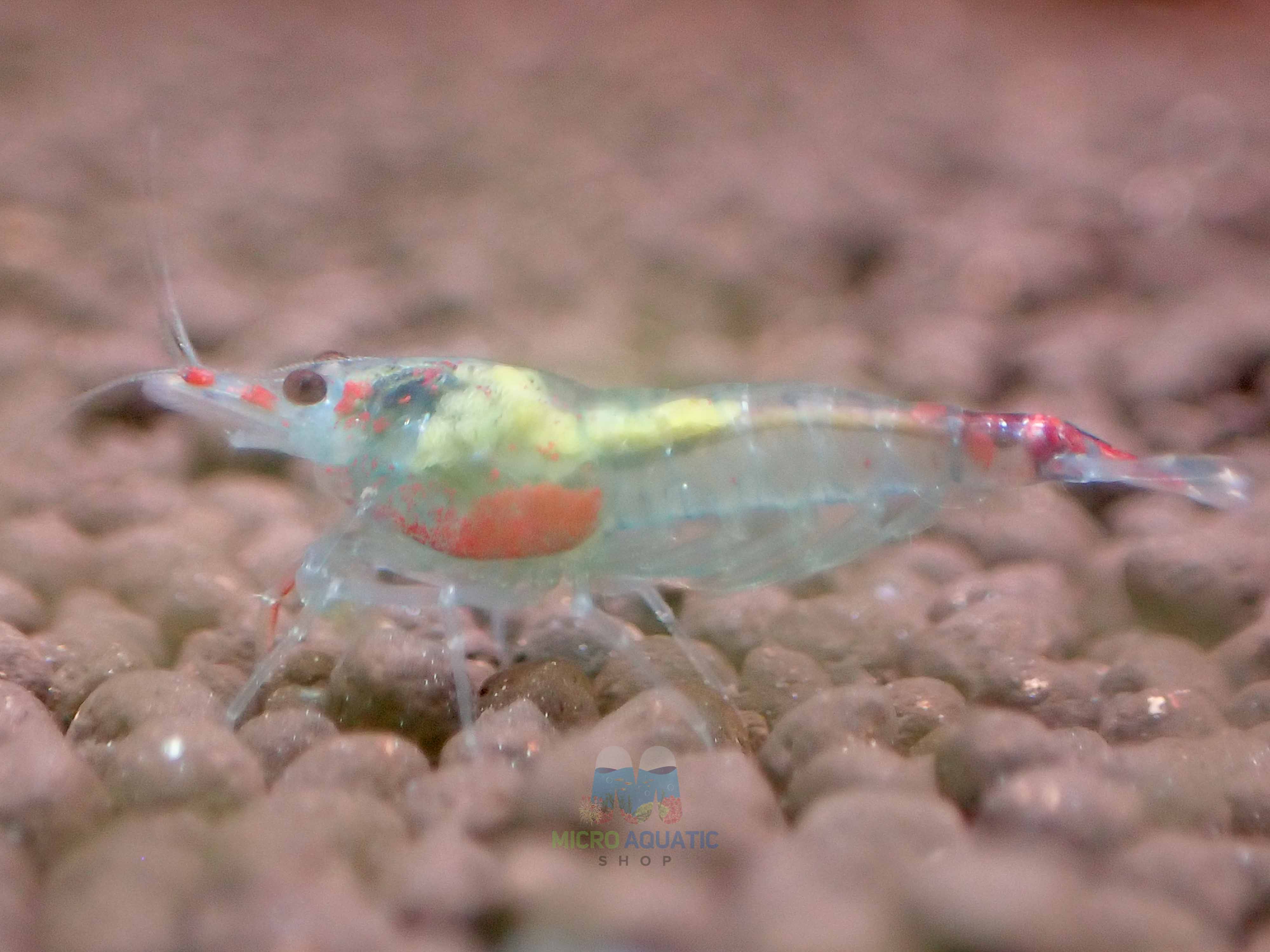 Blue Rili Shrimp Medium - High Grade